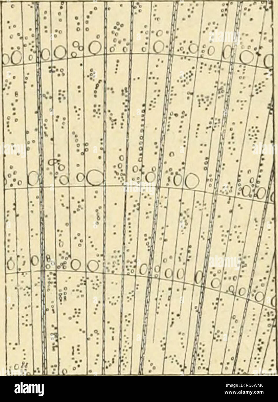 . Bullettino del Laboratorio de orto botanico. Les plantes ; les plantes -- Italie Sienne. Encodage DEI SRL 161 'Â°f&gt ;' 1 : * 'SUA 0 Â Ã€ , 1 Fi ;'' ir FI Ã² je lâ€™ItÃ ?l mm 1 li//li/i l "'t ob 1Â";o . ÃjH ^xWi .( .Ã¬^' jiiS.dans¬j'Ã Ã€ '. Il^^ Ã© 1 jnnT" .Â"Â"Â"e j . Â ¢'â â â fi-. .Li :|- â l'Ã' â¢â ¢&gt ; ; ala ibiJi «â â '^Ã lâ€™Ã fi iLLU r T-jj.ii.y- Ã€ Fig. 131 PistacÃ ileiitiseo¬un lentiscus L.) : 12 (l).. Kig. 132 Pistacia Terebinthug biuto- tere (L.) (12 : I). Simo o punto piÃ¹ numerosi di quelli della zona tardiva, sicchÃ© des nations unies non formano piÃ¹ cerchio meno compatto e chiaro.. Veuillez noter que ces im Banque D'Images