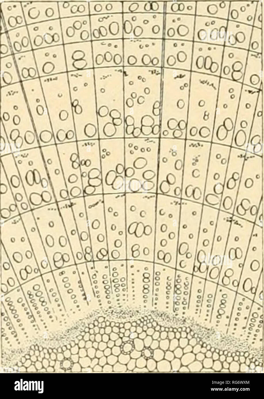 . Bullettino del Laboratorio de orto botanico. Les plantes ; les plantes -- Italie Sienne. Fig. 109 Lippia citriodora H. B. e K. (cedrina) (12 : 1).. Fig, HO lihug typhina L (12 : ì). ^erie b). Legno tenero con alburno bianco e giallastro verdastro durame grigio o bruno. Si hanno vasi con ti sg. Pa- renchima scarso. Midollo con canali, resiniferi (fff. 110). 111. Rhus typhina L. série e). Per più o meno duro. *) Anelli annuali pochissimo o punto distinti un occhio nudo. .) Midollari tittissimi Raggi, larghi qualche volta jusqu'à 4-0 cellule. Giallo di rossastro con macchie rares. midollari Vasi sempre Banque D'Images