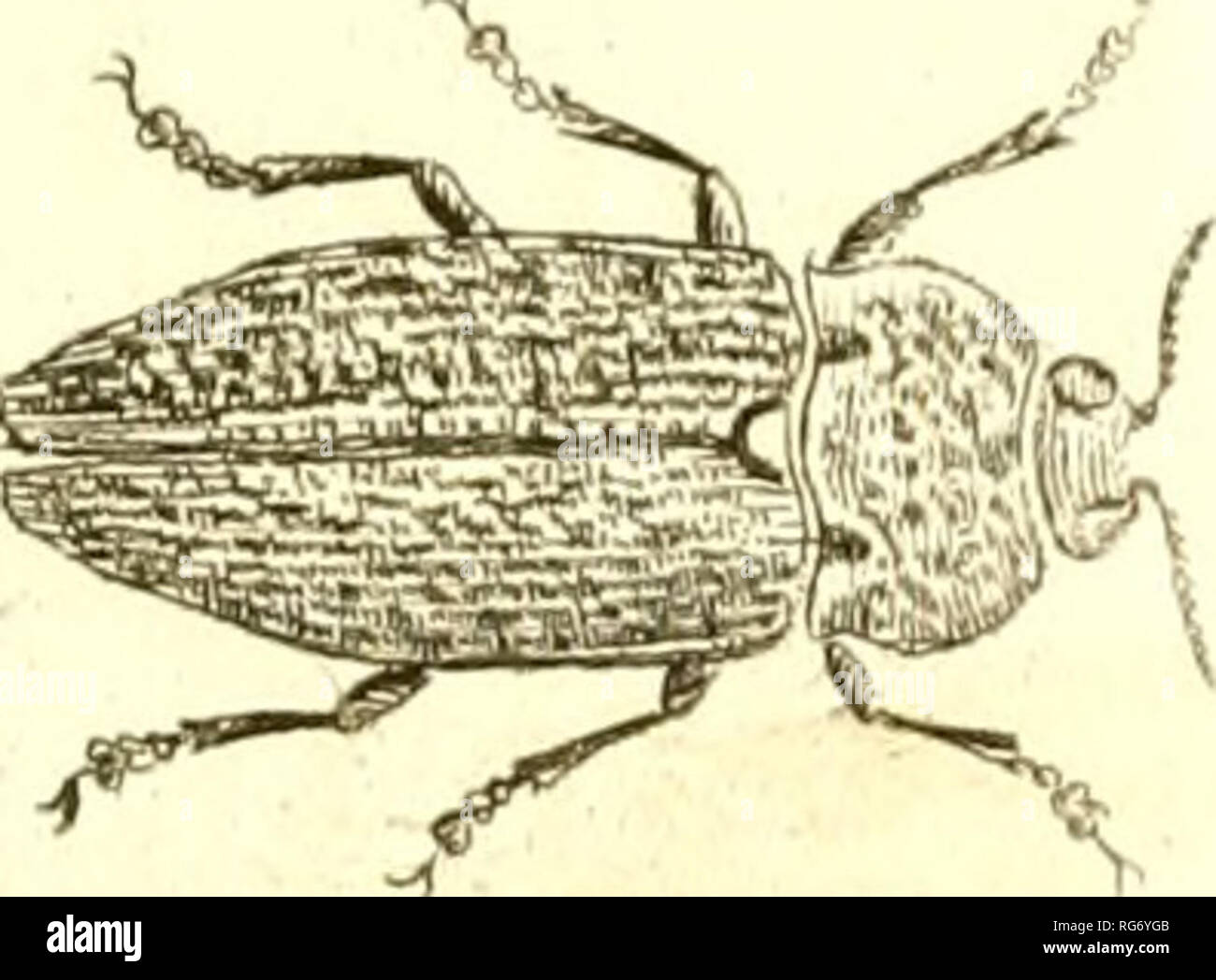 . Buprestis. Buprestidae. /" ?. Veuillez noter que ces images sont extraites de la page numérisée des images qui peuvent avoir été retouchées numériquement pour plus de lisibilité - coloration et l'aspect de ces illustrations ne peut pas parfaitement ressembler à l'œuvre originale.. Sturm, Jakob, 1771-1848 ; Panzer, Georg Wolfgang Franz, 1755-1829 ; Olivier, G. A. (Guillaume Antoine), 1756-1814 ; Spilman, T. J. , donateur. Le DSI. [L'Allemagne ?  : S. n. Banque D'Images