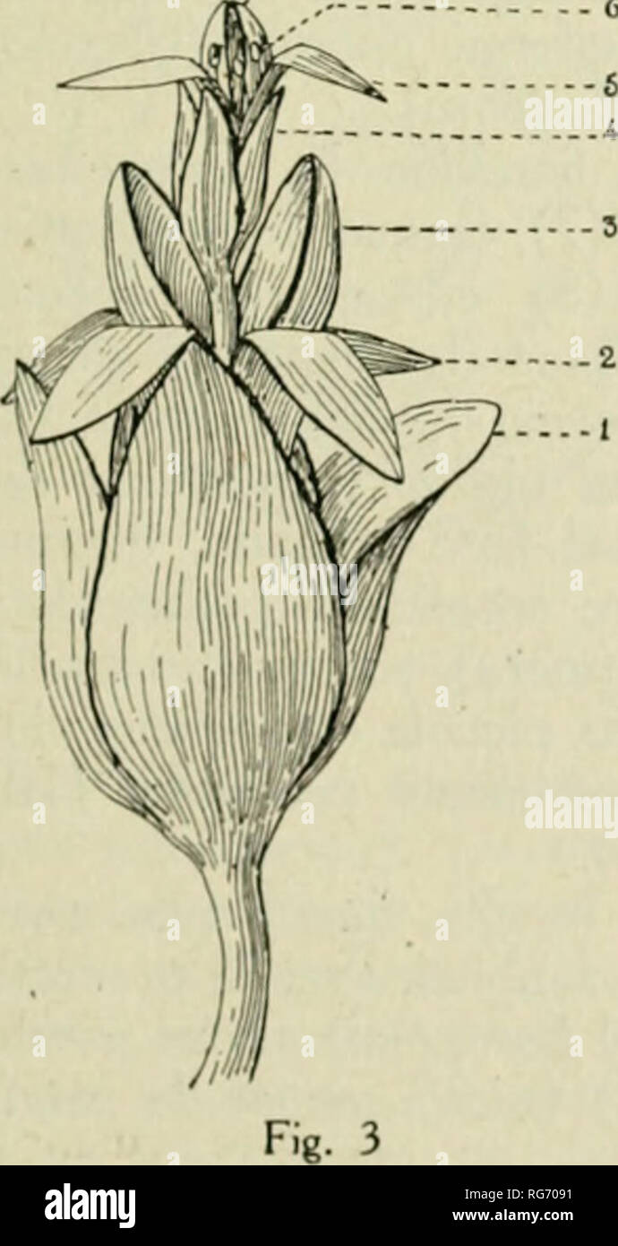 . Bullettino. Botanique -- Périodiques. ADUNANZA DKL 9 Febbraio 23 forse che normalmente il pistillo devrait esistere en ce fiore (9) nella aumento (serie degli ovuli). Ma accanto ad esso, e proprio nel mezzo del Fiore, esiste 1' altro breve asse, il quale Ã¨ petaloidee fogliette sormontato da cinque, tre delle quali sono fornite di ovuli sulla faccia interne, mentre le altre due portano delle frangie (10). L'ONU, qui organo misto mezzo mezzo, pistillo ; corolle cosa molto strana tanto piÃ¹ che sorge accanto all'altro che ovario- rerei examen normale (ecblastesi floripara ? Organo mist Banque D'Images