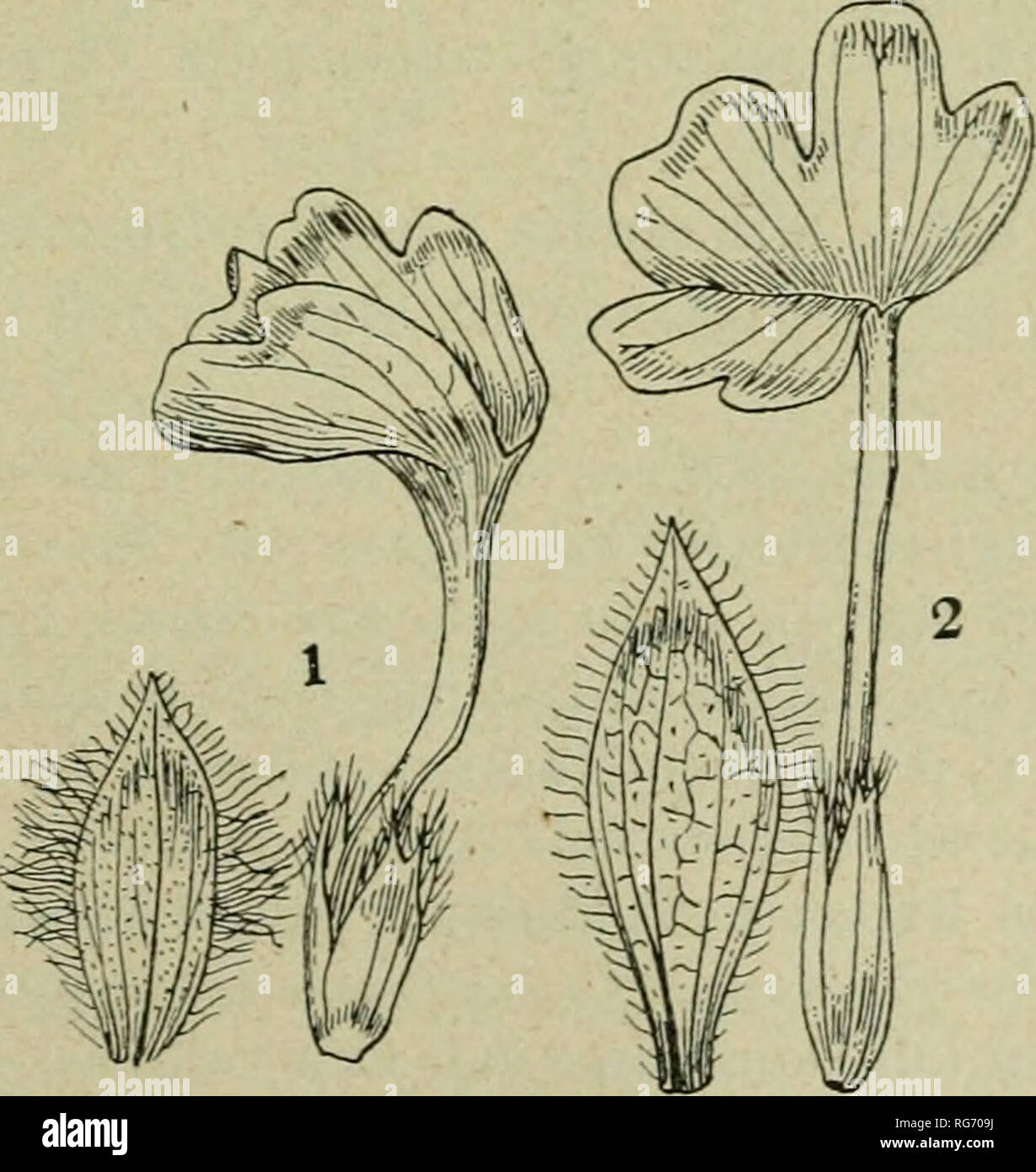 . Bullettino. Botanique -- Périodiques. SEDE DI FIRENZE - ADUNANZA DEL,L'8 Aprile 61 l'elenco delle altre espèce di questa famiglia che non mi risultano finora remarque della. L'Érythrée. 1. Breviciliata Blepharis sp. n. Â Â" byssinicae Afflnis B. Ã Â" Hochst. sed humilis, prostrata, caulibus radicantibus, Â" 1-3 dm. loiigis, pilosis. Eiliptica Folla, parva, 1-3 cm. Â" longa, 5-7 arm. lata, supra-pubesceiiti et viridia scabra, Â" subtus albida et strigillosa. Bracteae tomentosae extus, Â" margine ciliatae ciliis,1-2 mm. bracteolae nuUae ; longis. Â" corolle albida, 20 mm. cria, longa. Â" LociiS. - Hamase Banque D'Images