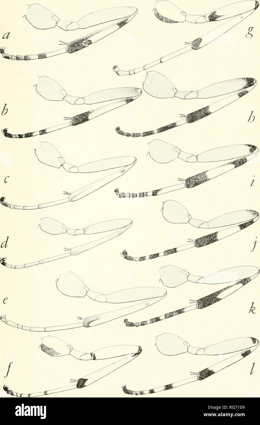 . Bulletin - United States National Museum. La science. Mouches-mouche ICHNEUMON, PART 2 : ILLUSTRATIONS 617. Figure 321.- a, b, S. S. tecumseh hispae hirticauda S. c, d, C. notandus -pattes de gauche, espèce de Sen minis, 9 (a-c) ; Calliephialtes, (d-g) ; Acropimpla, $ (h-j) ; et Iseropus, $ (j-1) : e), ch. thurberiae grapholithae C. f, g, C. ferrugineus h, .1. pronexus i, A. alboricta stercoralor j, /. orgyiae k, Z. californiensis 1, 7. coelebs. Veuillez noter que ces images sont extraites de la page numérisée des images qui peuvent avoir été retouchées numériquement pour plus de lisibilité - coloration et l'aspect de ces illust Banque D'Images