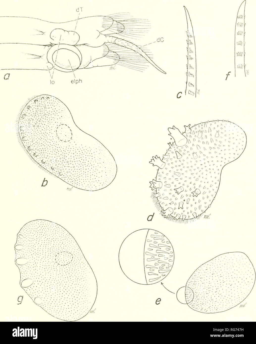 . Bulletin - United States National Museum. La science. Des vers polychètes, PARTIE 1 43. Figure 9.-Polynoidae, a-c, Harmothoe nodosa : a, vue dorsale partie de segments présentant 2 lobes supplémentaires dedans de tubercule dorsal et elytrophore ; b, elytron ; c, pointe d'neuroseta oerstedi. d, Harmothoe, elytron, e-f, Harmothoe spinulosa : e, elytron ;/, pointe d'neuroseta. g, Harmothoe fragilis, elytron. La biologie.^-dragué dans les eaux plus profondes. Matériel examiné.-spécimens provenant de la Nouvelle-Écosse à Martha's Vineyard, Massachusetts), 183 à 640 brasses. La distribution.-au large de la Nouvelle-Écosse jusqu'au Massachusetts. En 183 à 640 brasses. 569 Banque D'Images