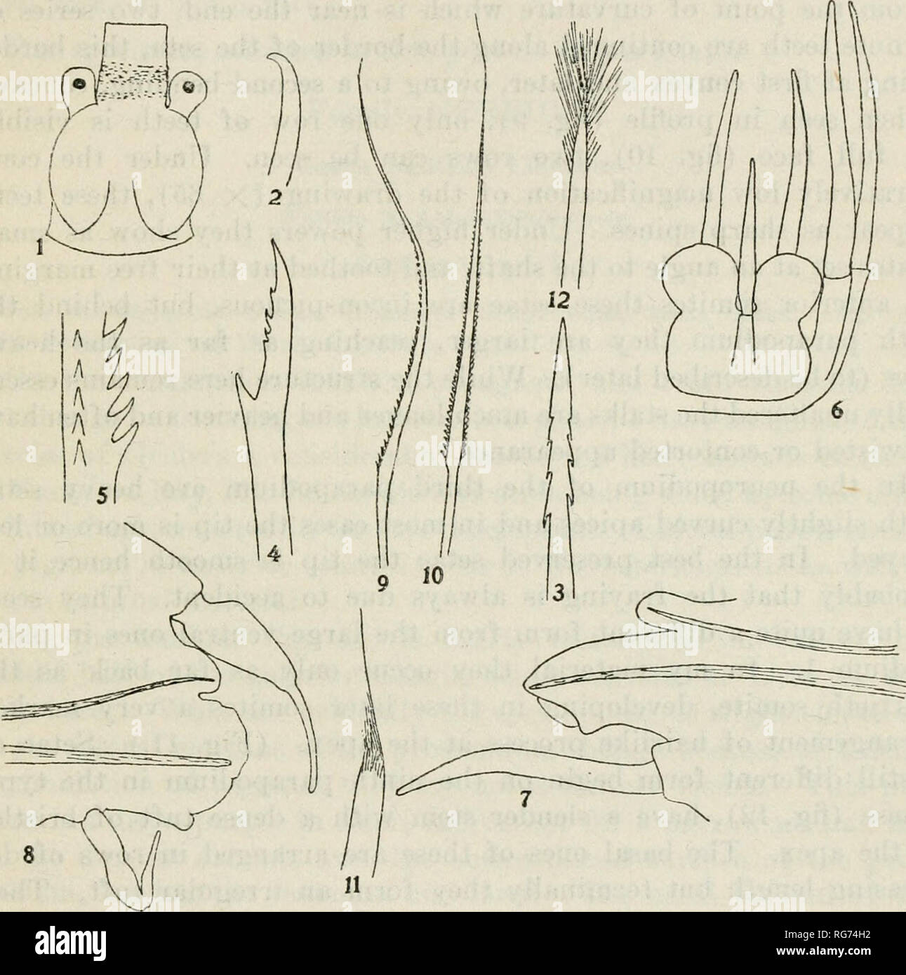 . Bulletin - United States National Museum. La science. Plus d POLYCIIAETOUS LES ANNÉLIDES 187 la troisième parapodium (tig. 8) est nettement plus lourd que l'est la seconde. L'notopodium est toujours un bouton arrondi avec une touffe de soies Ihread-comme. Le Cirrus ventrale est relativement plus court que c'est dans parapodium 2. La nageoire dorsale s'élargit soudainement du cirrus son attachement à l'cirrophore et narrows à nouveau pour un sommet d'où s'étend en forme de doigt d'un processus presque aussi longtemps que la partie basale.. Fig. 1 à 12.--Laetmonice nitida, nouvelle espèce. 1, 20 ; 2 X épilobique, apex op NOTOPODIAL SETA X 250 J 3, de l'APEX Banque D'Images