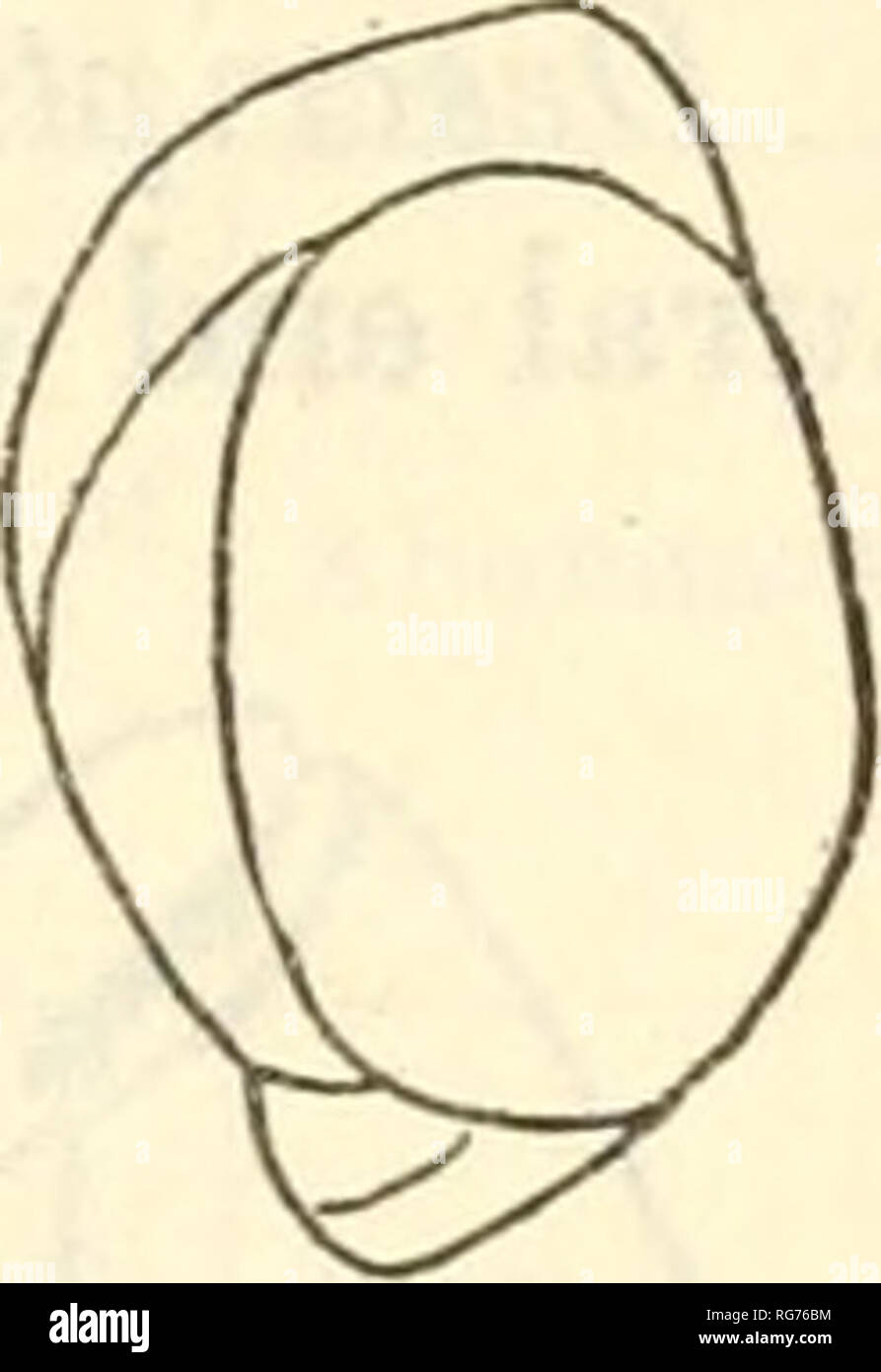 . Bulletin - United States National Museum. La science. 5" 5*. Fig. 6.-Btn-iiiiNA affinis d'Orbigny. x 50. À partir de la gare d'albatros d5114. ^ 5, 6. Deux vues de même spécimen. 6, UN AUTRE SPÉCIMEN DE FORME IRREGU- LAR. D'autres Bulimina Pacifique nord-affinis matériel examiné. No de cat. No Coll. de- No de spécimens. Station. Localité. f^^ ^-.-^'- ?m'l : Caractère de fond. L'abondance. 14358 TT S N À 1 1 1 1 D5114... D5214... D5526... D5590... ° ' "  = ' » "jr. 13 36 11 45 26 N. ; 120 E.... 340 12 25 37 18 N. ; 123 15 E.... 218 ! 51.4 9 12 45N. ; 123 45 30 E.... 805 ! 52,3 4 10 50 Banque D'Images