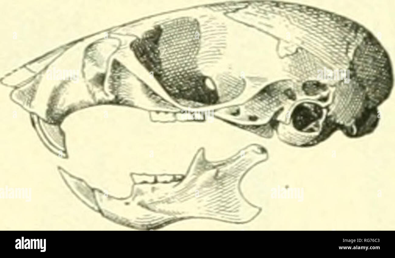 . Bulletin - United States National Museum. La science. Fig. 114.-Reithrodontomys megalotis. Crâne, n, doesal vue ; b, vue ventrale, C, vue latérale. Remarques.-La description ci-dessus de cette petite souris est fondée sur quatre adultes, pris près de la localité-type, le 7 avril à 29, 1892. Megalotis typique a été trouvé par nous à seulement deux points : un seul spécimen a été pris à l'est de la vallée de Mimbres, au Nouveau Mexique, à proximité de Monument n° 15, à environ 50 milles à l'ouest du premier monument ; et trois ont ensuite été prises sur le monument de coin supérieur, à environ 100 milles à l'ouest du Rio Grande, et presque au nord de Janos-th Banque D'Images