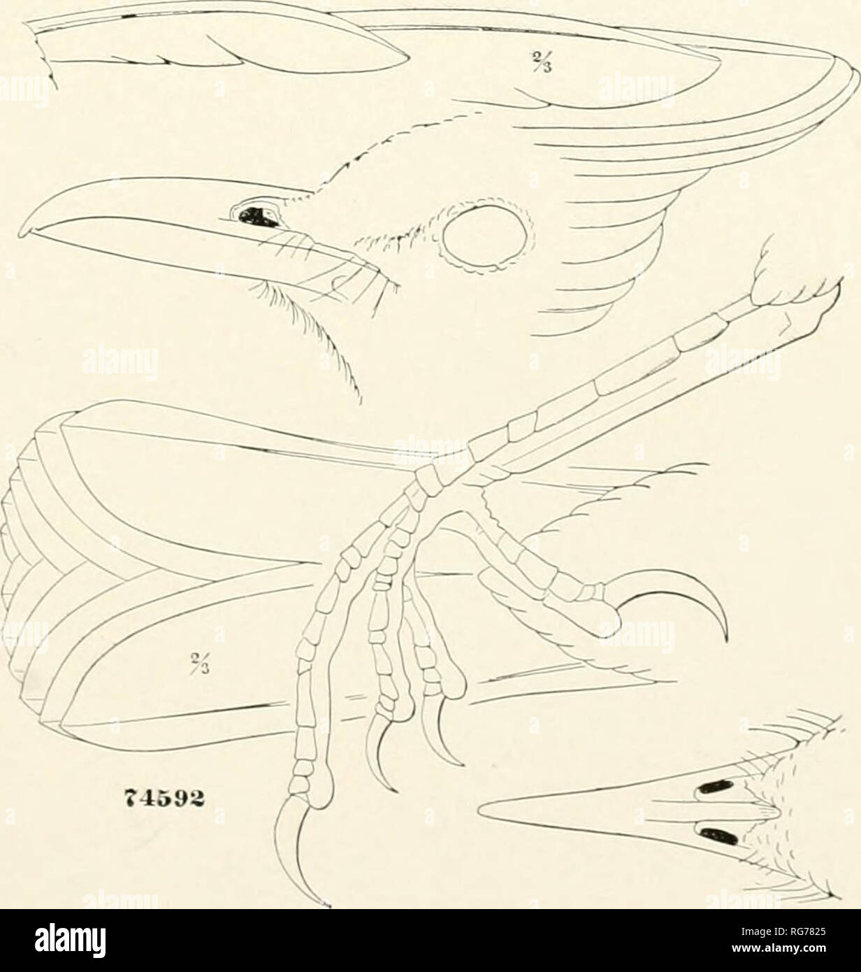 . Bulletin - United States National Museum. La science. 2. ESTRILDA melpoda. 3. SPERMESTES cucullata.. 4. Fuscafus MARGAROPS.. Veuillez noter que ces images sont extraites de la page numérisée des images qui peuvent avoir été retouchées numériquement pour plus de lisibilité - coloration et l'aspect de ces illustrations ne peut pas parfaitement ressembler à l'œuvre originale.. United States National Museum, Smithsonian Institution, Etats-Unis. Ministère de l'intérieur. Washington : Smithsonian Institution Press, [etc. ] ; Pour la vente par le surint. De Docs. , États-unis Govt Imprimer. L'arrêt. Banque D'Images