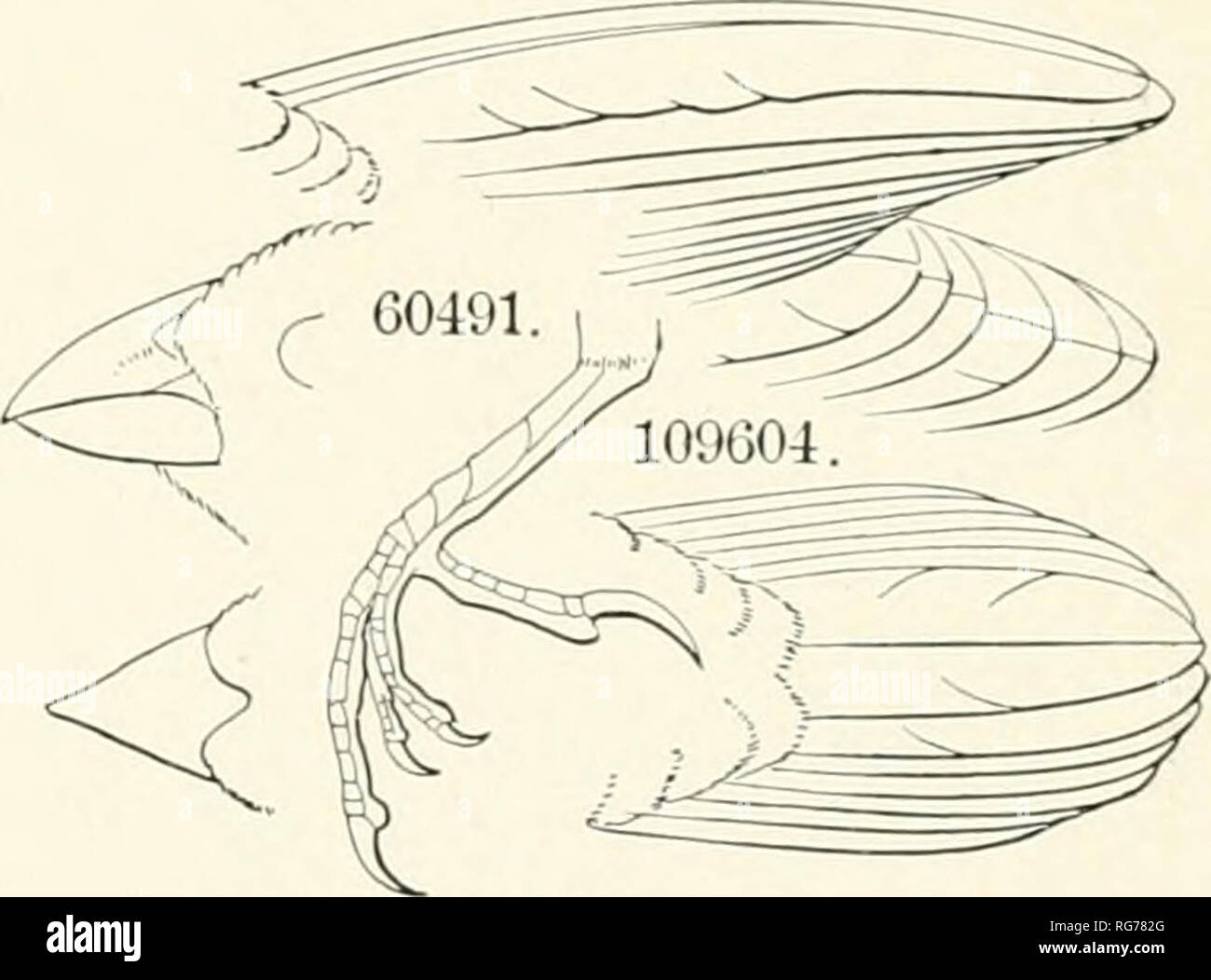 . Bulletin - United States National Museum. La science. 2. ESTRILDA melpoda. 3. SPERMESTES cucullata.. Veuillez noter que ces images sont extraites de la page numérisée des images qui peuvent avoir été retouchées numériquement pour plus de lisibilité - coloration et l'aspect de ces illustrations ne peut pas parfaitement ressembler à l'œuvre originale.. United States National Museum, Smithsonian Institution, Etats-Unis. Ministère de l'intérieur. Washington : Smithsonian Institution Press, [etc. ] ; Pour la vente par le surint. De Docs. , États-unis Govt Imprimer. L'arrêt. Banque D'Images