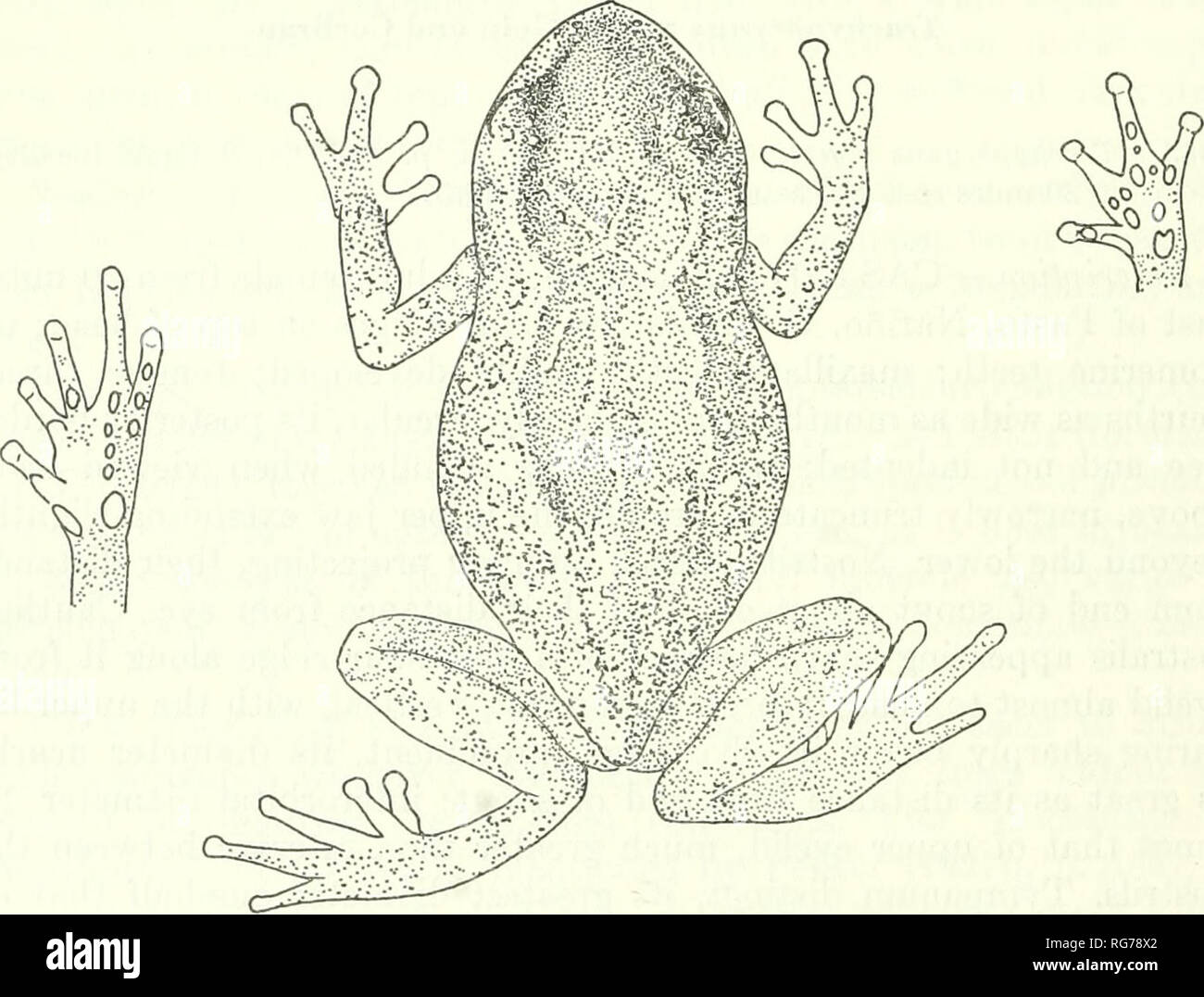 . Bulletin - United States National Museum. La science. 492 MUSÉE NATIONAL DES États-unis que de 288 BULLETIN troisième doigt ; un grand ovale, un tubercule métatarsien interne et une plus petite, l'un extérieur arrondi ; une faible crête tarsien interne élargie, dans un ovale gland juste derrière le tubercule métatarsien interne et se terminant avant d'atteindre le talon ; une ligne de trois ou quatre petites glandes allongées le long du tarse extérieur frontière, se terminant par un petit tubercule talon émoussé. Dans postaxillary corps stout, région égale à plus grande largeur de tête. Quand est la patte arrière du talon, apprimés atteint la frontière postérieure du tympan ; lorsque les membres sont posés le long de Banque D'Images
