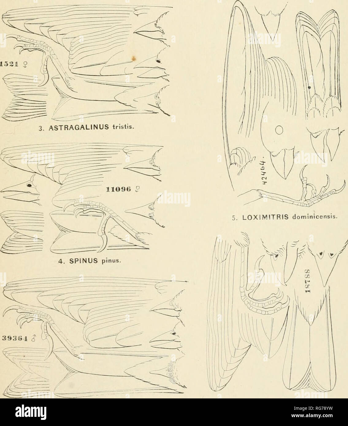 . Bulletin - United States National Museum. La science. 2. CARDUELIS carduelis. I. PYRRHULA cassini.. 6. ACANTHIS linaria. 7. PASSER domesticus.. Veuillez noter que ces images sont extraites de la page numérisée des images qui peuvent avoir été retouchées numériquement pour plus de lisibilité - coloration et l'aspect de ces illustrations ne peut pas parfaitement ressembler à l'œuvre originale.. United States National Museum, Smithsonian Institution, Etats-Unis. Ministère de l'intérieur. Washington : Smithsonian Institution Press, [etc. ] ; Pour la vente par le surint. De Docs. , États-unis Govt Imprimer. L'arrêt. Banque D'Images