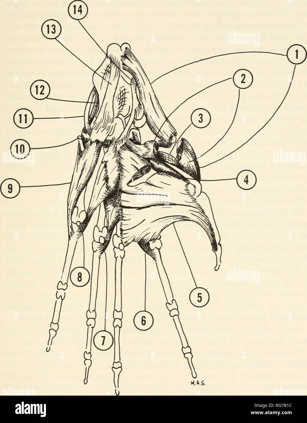 Bulletin - United States National Museum. La science. Système musculaire du  singe rouge 157. Figure 48.-vue plantaire du pied (1, m. ravisseur hallucis  ; 2, m. flexor hallucis, habitant tibiale ;