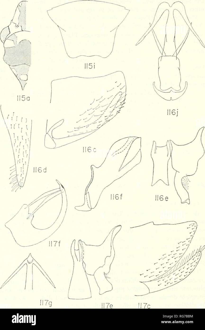 . Bulletin - United States National Museum. La science. 124 Bulletin 261 U.S. NATIONAL MUSEUM. Chiffres 115-117.-115, Acrocampsa rutilans (Fabricius), lectotype, zone castaneous légèrement ombragés, très ombragé, vert. 116, A. pallipes (Fabricius), spécimen du Maroni^^River, Guyane (indiqué dans les paraphyses f) : j, aedeagus, paraphyses, et les tendons, posteroventral vue. 117, A. integra Melichar, modèle à partir de la Trinité.. Veuillez noter que ces images sont extraites de la page numérisée des images qui peuvent avoir été retouchées numériquement pour plus de lisibilité - coloration et l'apparition de ces illustrations peuvent n Banque D'Images