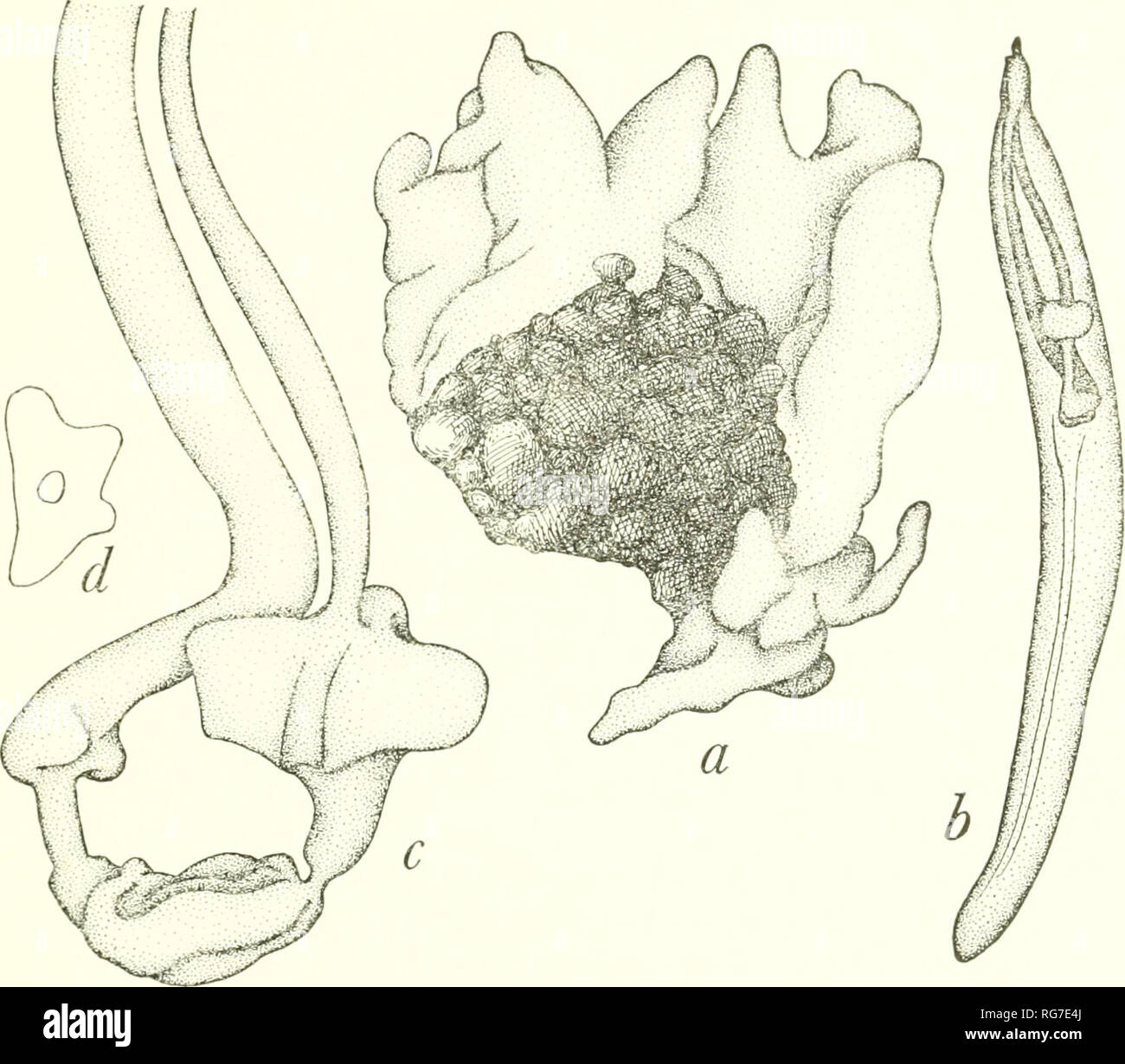 . Bulletin - United States National Museum. La science. PACIFIC TUNICATA MUSÉE NATIONAL DES États-unis 29. Figure 4.-Aplidium yezoense, nouvelle espèce : un, l'une des colonies ; b, avec zooid minute thorax ; c, l'anse intestinale ; d, section de l'estomac. plusieurs zooïdes. La partie distale des cormidium où thoraces de zooïdes sont intégrés un peu mou dans l'uniformité par rapport à la moitié basale. Zooïdes peut atteindre environ 9 mm de longueur. Le thorax manquant dans la plupart des zooïdes ou très petit lorsqu'il existe. Probablement des colonies dans étape de repos quand tous les vieux thoraces sont démolis et de nouveaux sont en cours de régénération. 8 st Banque D'Images