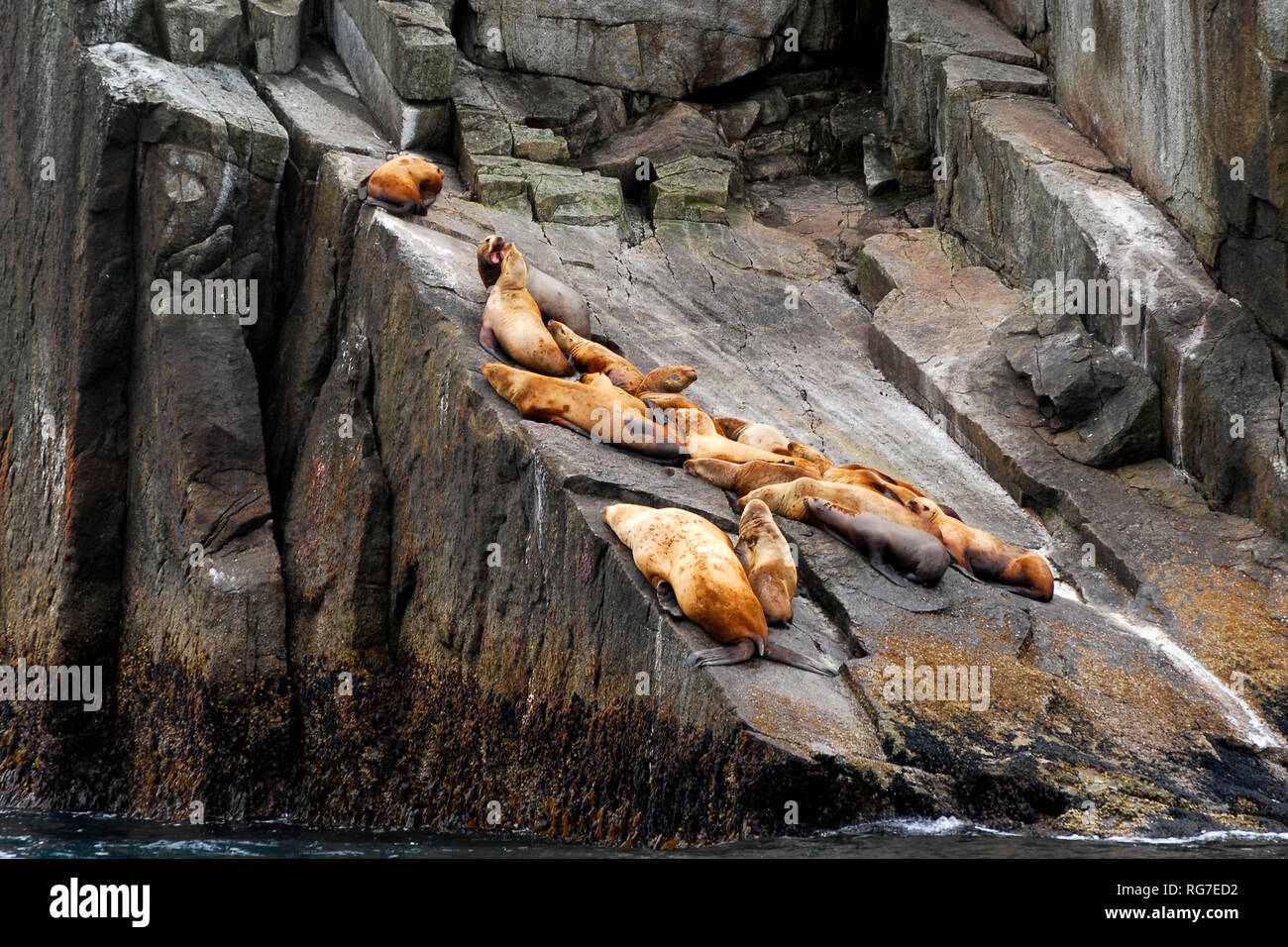 Des lions de mer sur une côte rocheuse, près de Seward, Alaska Banque D'Images