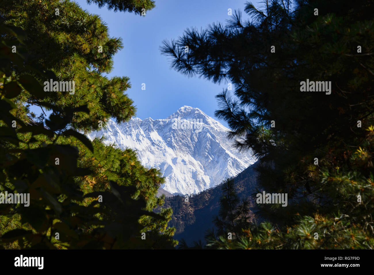 Le mont Everest vue à travers les arbres, Khumbu, Népal Banque D'Images