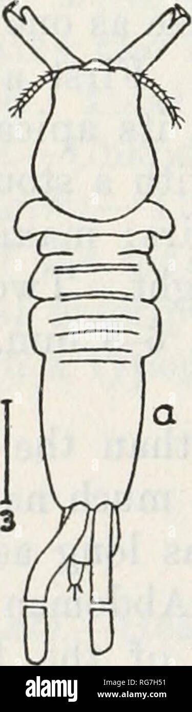 . Bulletin - United States National Museum. La science. 478 BULLrETIN 158, UNITED STATES NATIONAL MUSEUM Genre DICHELESTHIUM Hermann, 1804 Femme-chef fusionné avec le premier segment, fortement rétréci une teriorly- ; deuxième et troisième segments produit latéralement jusqu'à lobes courts, et avec ces lobes aussi large que la carapace ; quatrième et cinquième segments plus étroit et plus long et effilé à l'arrière, sans lobe latéral ; segment génital et plus étroite encore plus longtemps, et effilée. 1-abdomen segmenté, attaché à la surface ventrale du segment génital ; rami caudale petite et foliacées. Première antenne 8-seg- ment Banque D'Images