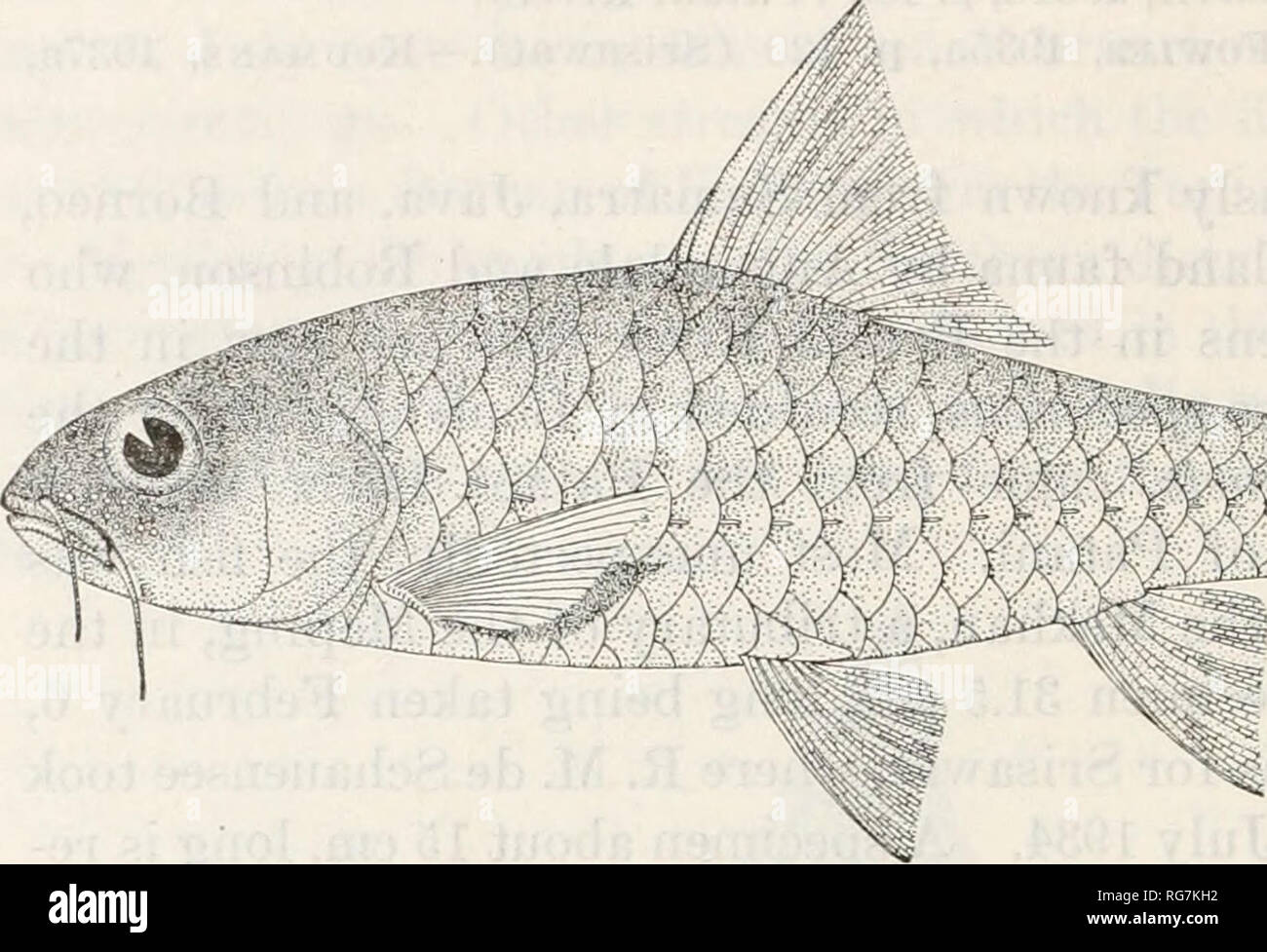 . Bulletin - United States National Museum. La science. BULLETIN 140, 188 UNITED STATES NATIONAL MUSEUM fin 35-1-2, écailles prédorsales 9 circumpedimcular ; 12 ; échelles rostrale bar- bel égal au diamètre de l'oeil, un barbillon maxillaire troisième plus longtemps. Fowler a déclaré un spécimen, 5 cm. de long, à partir de l'Metang, au nord de Chiengmai, probablement à partir de l'Meping ; et deux, 29 et 31,5 cm. de long, à partir de Keng Sok, dans le sud-est de division.. Figure 17.- Tor soro (Cuvier et Valenciennes). Dessiné par Nai Chote Suvatti ; cour- tesy de la Thaïlande le gouvernement. Un seul spécimen, 8,2 cm. de long, obtenu par Deignan le 22 octobre Banque D'Images