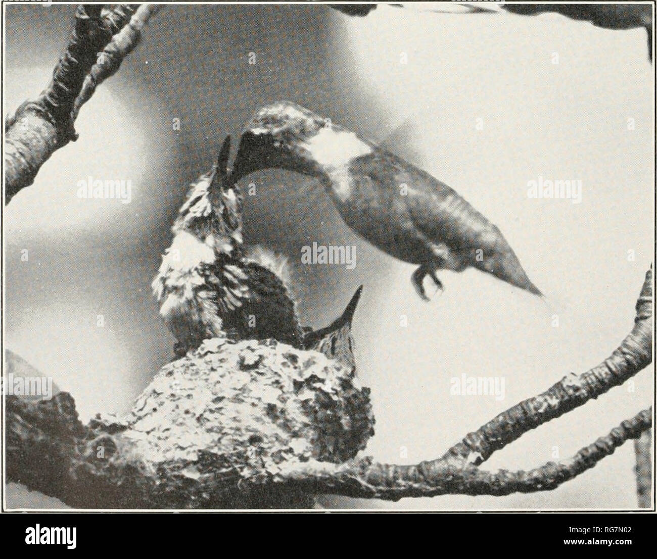 . Bulletin - United States National Museum. La science. Comté d'Oakland, Michigan, le 19 juin 1921. W. E. Hastings. Femelle adulte.. Ithaca, N. Y. alimentation femelle jeune adulte. Les colibris à gorge rubis A. A. Allen.. Veuillez noter que ces images sont extraites de la page numérisée des images qui peuvent avoir été retouchées numériquement pour plus de lisibilité - coloration et l'aspect de ces illustrations ne peut pas parfaitement ressembler à l'œuvre originale.. United States National Museum, Smithsonian Institution, Etats-Unis. Ministère de l'intérieur. Washington : Smithsonian Institution Press, [etc. ] ; Pour la vente par le surint. Banque D'Images