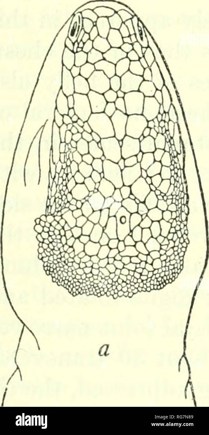 . Bulletin - United States National Museum. La science. L'herpétologie d'Hispaniola 189 échelles rectangulaire, la plus petite suite à l'envers, dissociant totalement l'suboculars à partir de la partie supérieure latérale ; narines labials, assez élevés, avec quatre écailles rugueuses entre les supranasals rostral ; près de quatre fois plus large que profond, un peu plus étroit que les symptômes mentaux, incomplètement séparés de l'échelles nasale par une rangée de petites écailles ; région frontale avec de larges petites crêtes couvertes de grandes écailles rhomboïdales, presque lisses qui convergent vers l'avant et surround un groupe médian de six plus petits, Banque D'Images