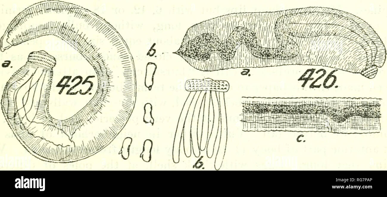 . Bulletin - United States National Museum. La science. Nématodes PARASITES D'OISEAUX 365 avec de petites épines chitineuses, en arrière réalisé, disposés en lignes trans- verse. Extrémité postérieure arrondie. obtusely Œsophage 1/3 de la longueur totale du corps, sa partie antérieure, la partie postérieure cylindrique renflée. Autour de la partie antérieure de l'oesophage 4- glandes cylindriques cervi cal. Gros intestin, cylindrique, qui se termine à l'anus à l'extrémité postérieure du corps. L'histoire de la vie.-inconnu. La distribution, et l'Asie (Turkestan russe). GNATHOSTOMA PELECANI (Chatin, 1S74) Skrjabin, 2816b-Sclerostoma pelecani synonyme, Chatin, 18 Banque D'Images