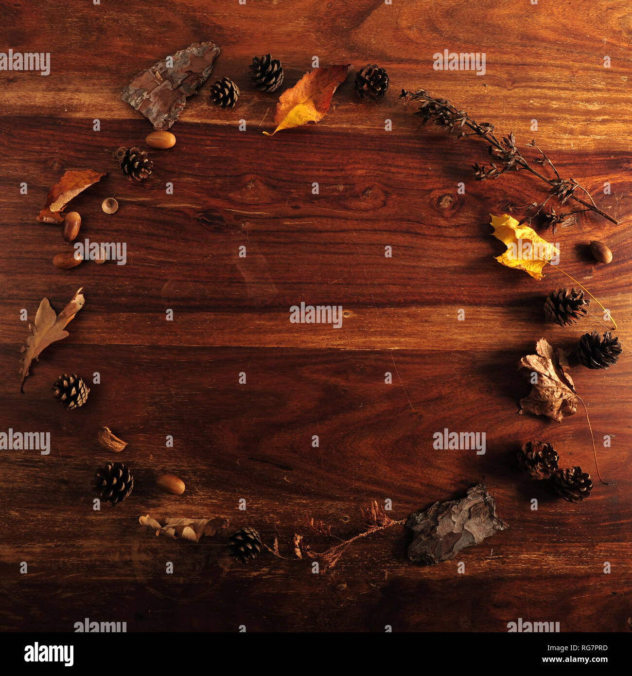 Cercle de glands, pommes de pin, feuilles et fleurs jaune pâle sur la table en bois. Flatlay photo avec copie espace au milieu. Banque D'Images