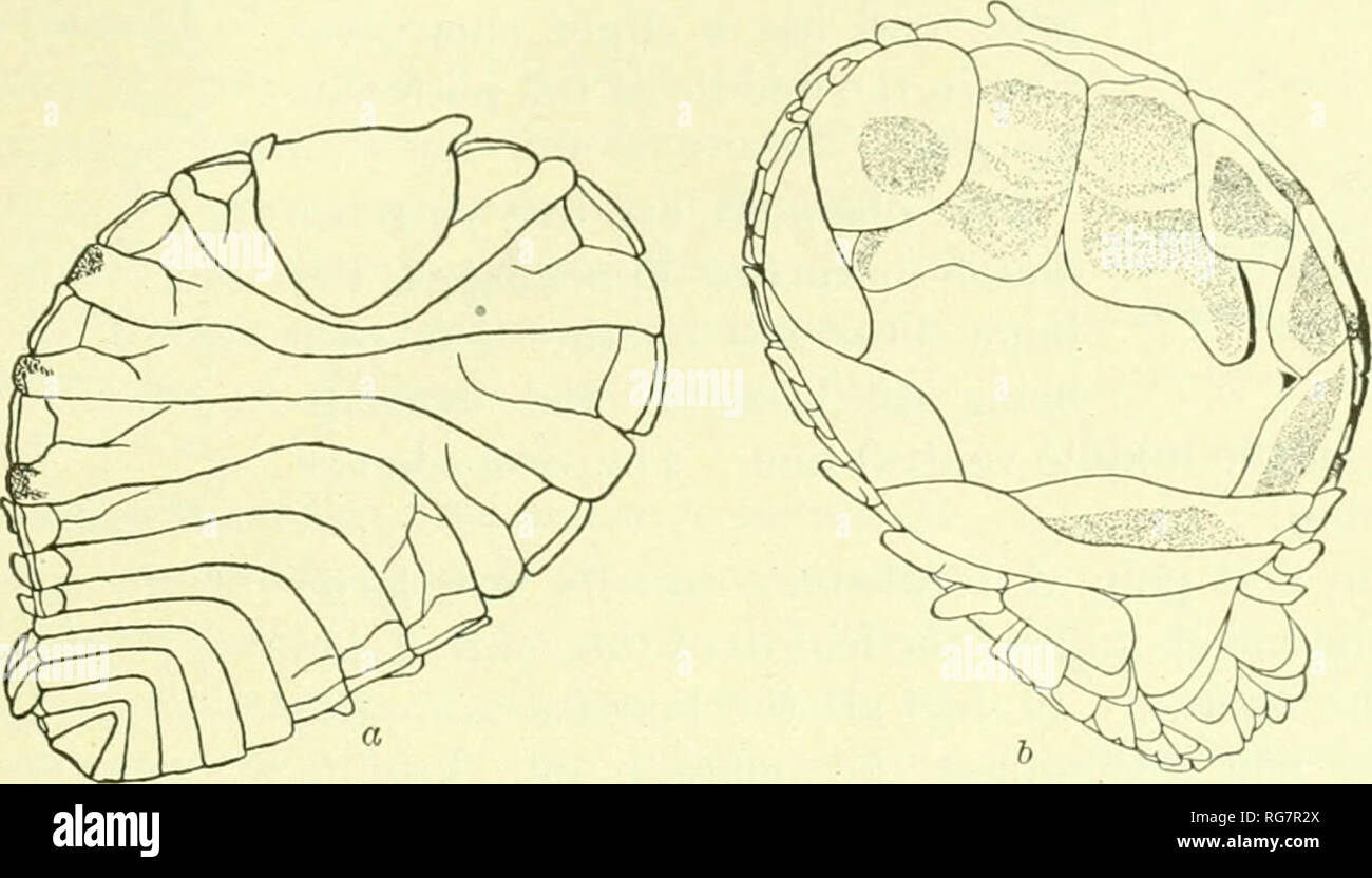 . Bulletin - United States National Museum. La science. ISOroDS D'AMÉRIQUE DU NORD. 557 PROBOPYRUS BITHYNIS Richardson. Prohopyrux hitlnjnia Richardson, j'roc. J'. S. Nat. Mils., XWIl, 1 !H)4, pp. 6S-70. Localitu.s.-Mississippi Kiv(M- près du parc d'exposition à la Nouvelle Orléans, Louisiane, sur B !f/n/n !s oliiontH Kscoiulido (Smith) ; Kiver,. Fig. 606.-PROBOPYRUS BITHYNIS. (I, Vue dorsale D'UNE FEMME, h. Vue VENTRALE OK même. X 16 Nicaragua, 50 kilomètres de Bluetields}n bits, le FNI&lt ;/acmitharnH (Wieg- mann). Corps de femelle avec surface dorsale parfaitement blanc, n'ayant que trois petites parcelles de noir sur l'un Banque D'Images