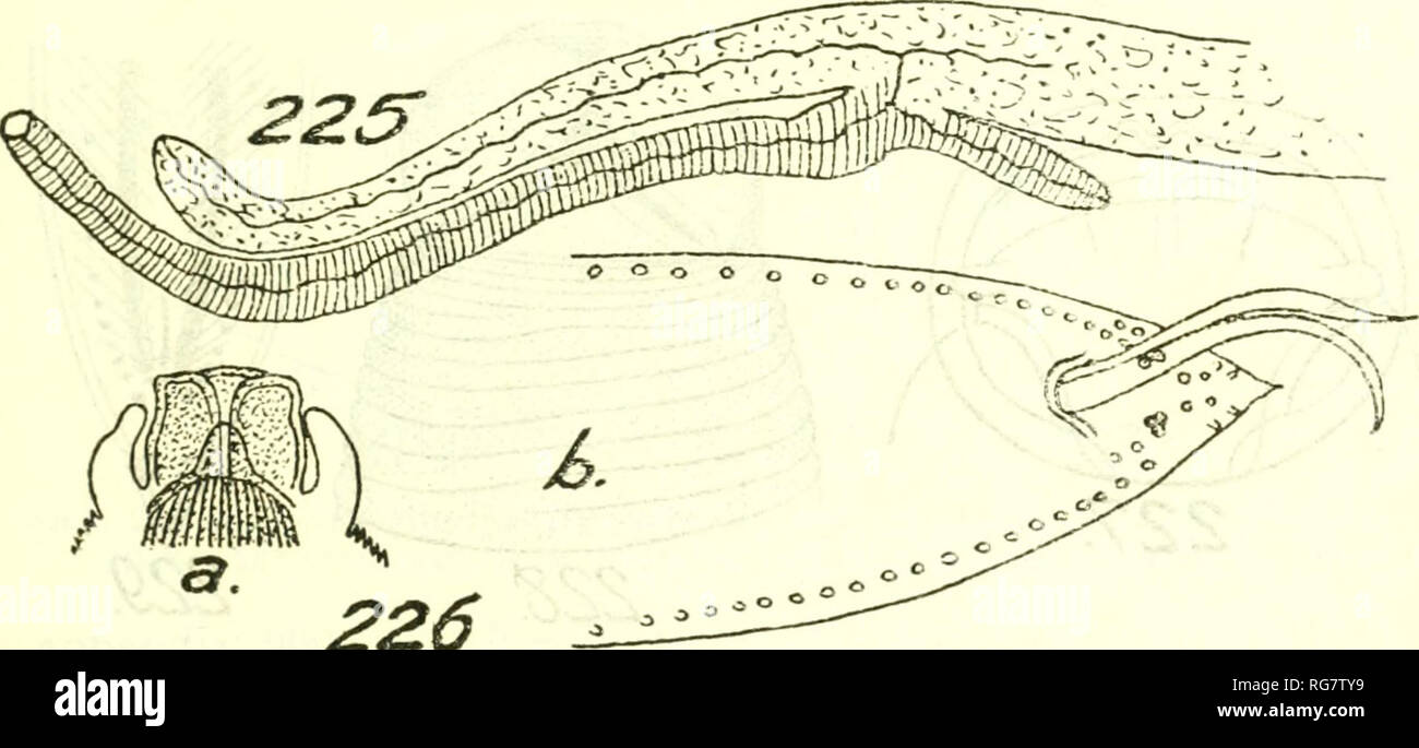 . Bulletin - United States National Museum. La science. Nématodes PARASITES D'OISEAUX 155.-Contraeaecum la morphologie (p. 146) : Lèvres (fig. 220a) aux oreilles- comme les projections et les papilles avec 2 ; dentigerous ridges absent. Ac- intcrlabia selon Drasche, environ 2/3 de la hauteur des lèvres, épais et courbé, leurs extrémités libres étant proche de lèvres ; Skrjabin stipule qu'interlabia sont présents. La cuticule de stries dentelées à donner apparence collier comme vu à bord du corps. Homme 13 à 18 mm. de long par COO à 900/* de large. Oesophage 3,23 mm. de long, son annexe, petite dactyliform (fig. 225). Cec intestinale Banque D'Images