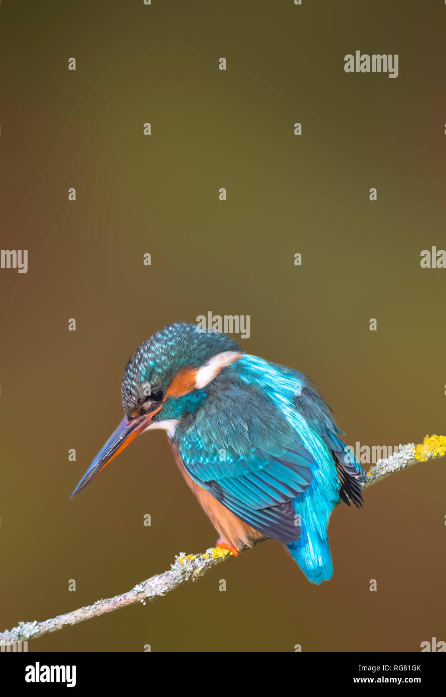 Portrait de femme adulte Kingfisher (Alcedo atthis) oiseau perché sur une branche d'arbre en hiver dans le West Sussex, Angleterre, Royaume-Uni, avec l'exemplaire de l'espace. Copyspace. Banque D'Images Portrait de femme adulte Kingfisher (Alcedo atthis) oiseau perché sur une branche d'arbre en hiver dans le West Sussex, Angleterre, Royaume-Uni, avec l'exemplaire de l'espace. Copyspace. Banque D'Images