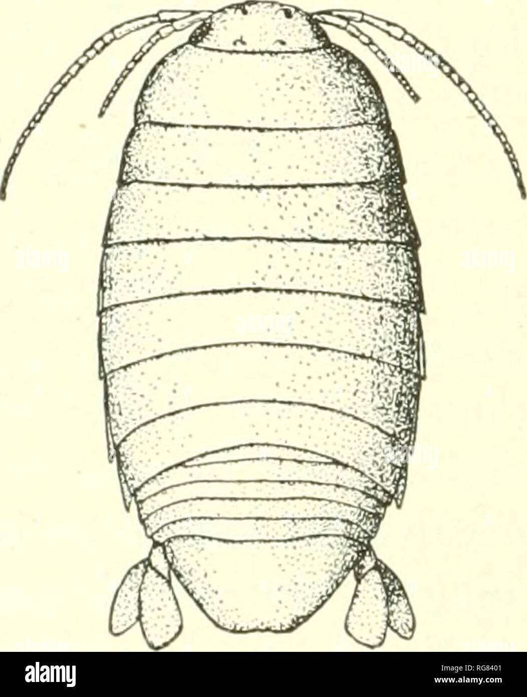 . Bulletin - United States National Museum. La science. Fig. 142.-Tridentella viRGiNiANA. Première maxille. X SLF. Fig. 143.-Tridentella- ian une vierge. L'abdomen. La couleur, brun clair. Deux spécimens ont été recueillis par le Bureau des pêches steamer Albatrom dans la baie de Chesapeake. •  %&Gt;6^-Cat. No 6350, U.S.N.M. ' L'après- description est de deux spécimens dans le sud de Cali- fornia Avhich 1 n'ont pas été en mesure de se séparer de l'espèce à partir de la côte atlantique : Corps oblongues-ovales, presque deux fois plus longs que larges, 5 mm. : 9 nmi. Tête plus large que longue, li mm. : 2 mm., avec la marge antérieure un arrondi Banque D'Images