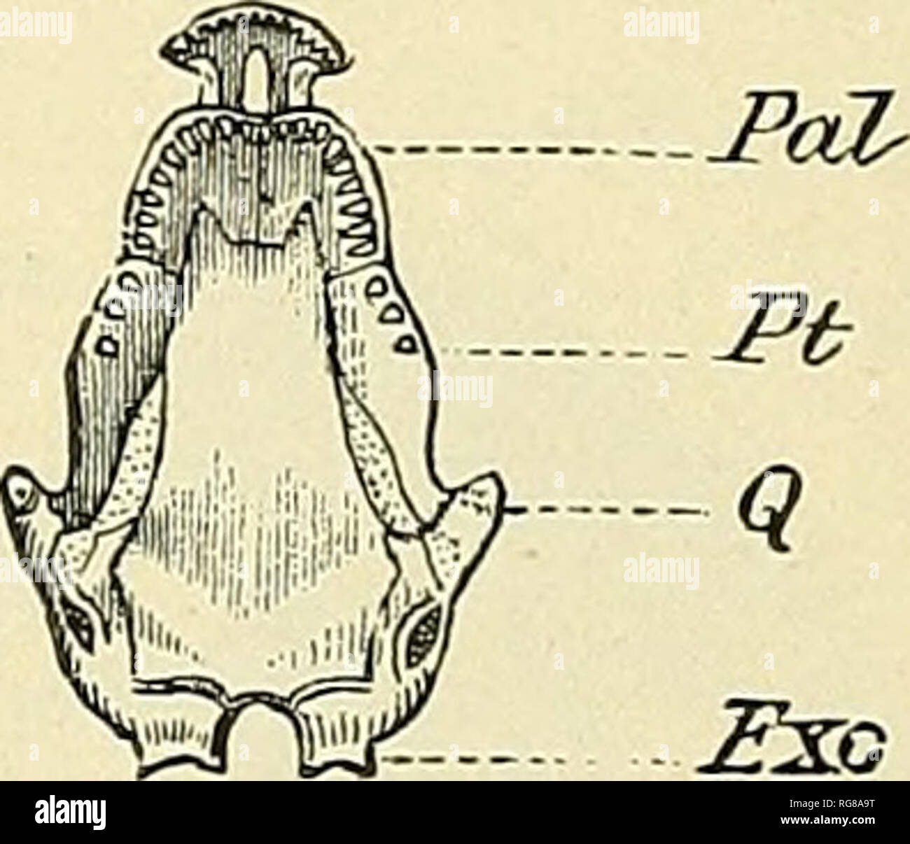 . Bulletin - United States National Museum. La science. Gyrinophilus porphyriticus.. Veuillez noter que ces images sont extraites de la page numérisée des images qui peuvent avoir été retouchées numériquement pour plus de lisibilité - coloration et l'aspect de ces illustrations ne peut pas parfaitement ressembler à l'œuvre originale.. United States National Museum, Smithsonian Institution, Etats-Unis. Ministère de l'intérieur. Washington : Smithsonian Institution Press, [etc. ] ; Pour la vente par le surint. De Docs. , États-unis Govt Imprimer. L'arrêt. Banque D'Images