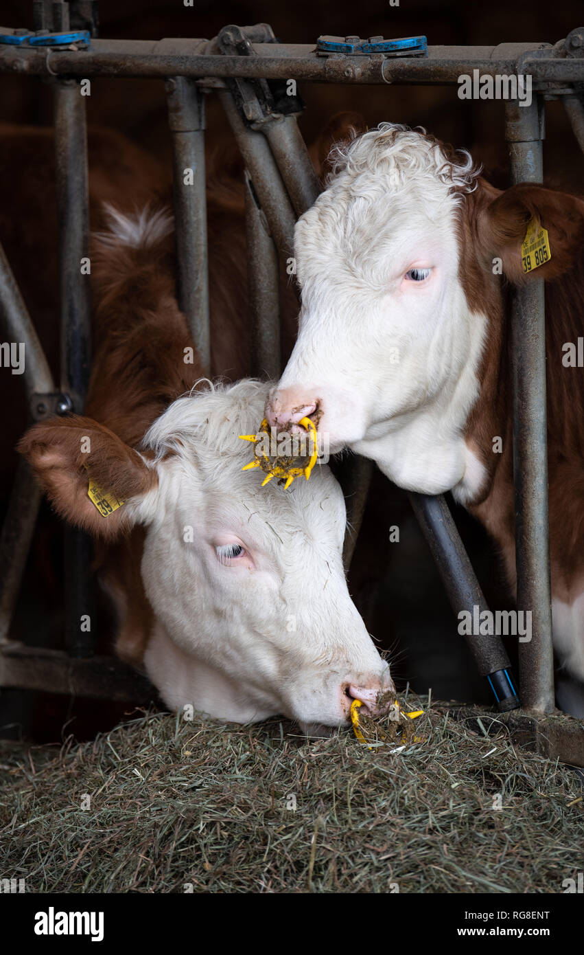 28 janvier 2019, Bade-Wurtemberg, Markgröningen : stand de bovins à l'étable d'une ferme d'émigrants. Photo : Fabian Sommer/dpa Banque D'Images