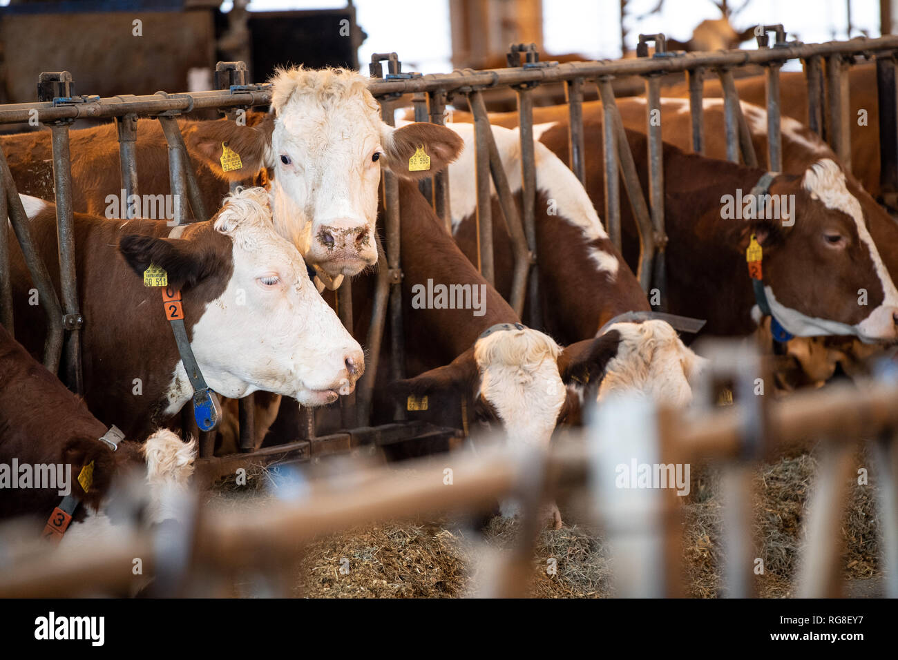 28 janvier 2019, Bade-Wurtemberg, Markgröningen : stand de bovins à l'étable d'une ferme d'émigrants. Photo : Fabian Sommer/dpa Banque D'Images