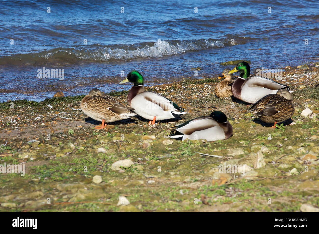 Rutland, UK. 28 janvier 2019. Profitez d'un son net et canards chilly journée avec un ciel bleu à Rutland Water avant la neige qui est prévu pour demain et jeudi.Credit : Keith Larby/Alamy Live News Banque D'Images