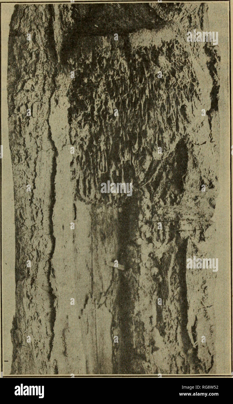 . [Bulletins sur la pathologie forestière : Bulletin de l'U.S.D.A., Washington, D.C., 1913-1925]. Les arbres ; les maladies des plantes. Une étude de la pourriture du CŒUR DANS LA Pruche occidentale. 5 possédant des propriétés thérapeutiques d'une certaine valeur. Le tannin a été trouvé en quantités considérables dans le champignon. À partir de spécimens conservés dans le laboratoire de pathologie forestière à Missoula, au Montana, l'hôte de la gamme "Ecliinodontium tinctorium est comme suit : Tsuga mertensiana T., heteropliylla, Abies grandis, A. concolor,A. lasiocarpa, A. nobilis, A., grossie et A. amabilis. Le champignon n'a pas été re- porté sur A. venusta sa présence sur Banque D'Images