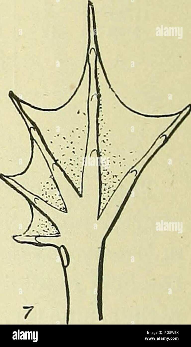 . Bulletin - United States National Museum. La science. Je suis. 100. Rana virescens virescens. N° 8869. Tickfati { ;, la Géorgie. Cette espèce est surtout un habitant de marécages. C'est trouvé en grand nombre de celles qui bordent les grands ruisseaux et rivières de la côte atlantique, et est relativement rare à l'intérieur des terres, où elle donne lieu à d'autres espèces. Avec l'Acris gryllus, c'est la première espèce entendu au printemps, et même si sa voix n'est pas bruyant, le bruit produit par des milliers d'entre eux est assourdissant quand entendu à portée de main, et sont transmises par l'atmosphère pendant plusieurs kilomètres. Il peut être l'imi Banque D'Images