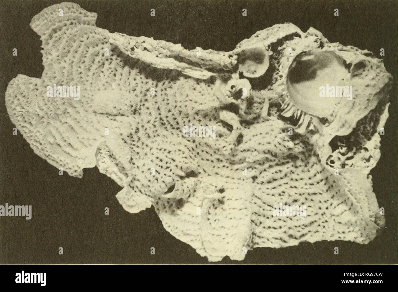 . Bulletins de la paléontologie américain. Bull. Amer. Paleont., vol. 66 24 Plaque. Veuillez noter que ces images sont extraites de la page numérisée des images qui peuvent avoir été retouchées numériquement pour plus de lisibilité - coloration et l'aspect de ces illustrations ne peut pas parfaitement ressembler à l'œuvre originale.. Institution de recherche paléontologique (Ithaca, N. Y. ) ; l'université de Columbia. Ithaca, N. Y. , Institut de recherche paléontologique [etc. ] Banque D'Images