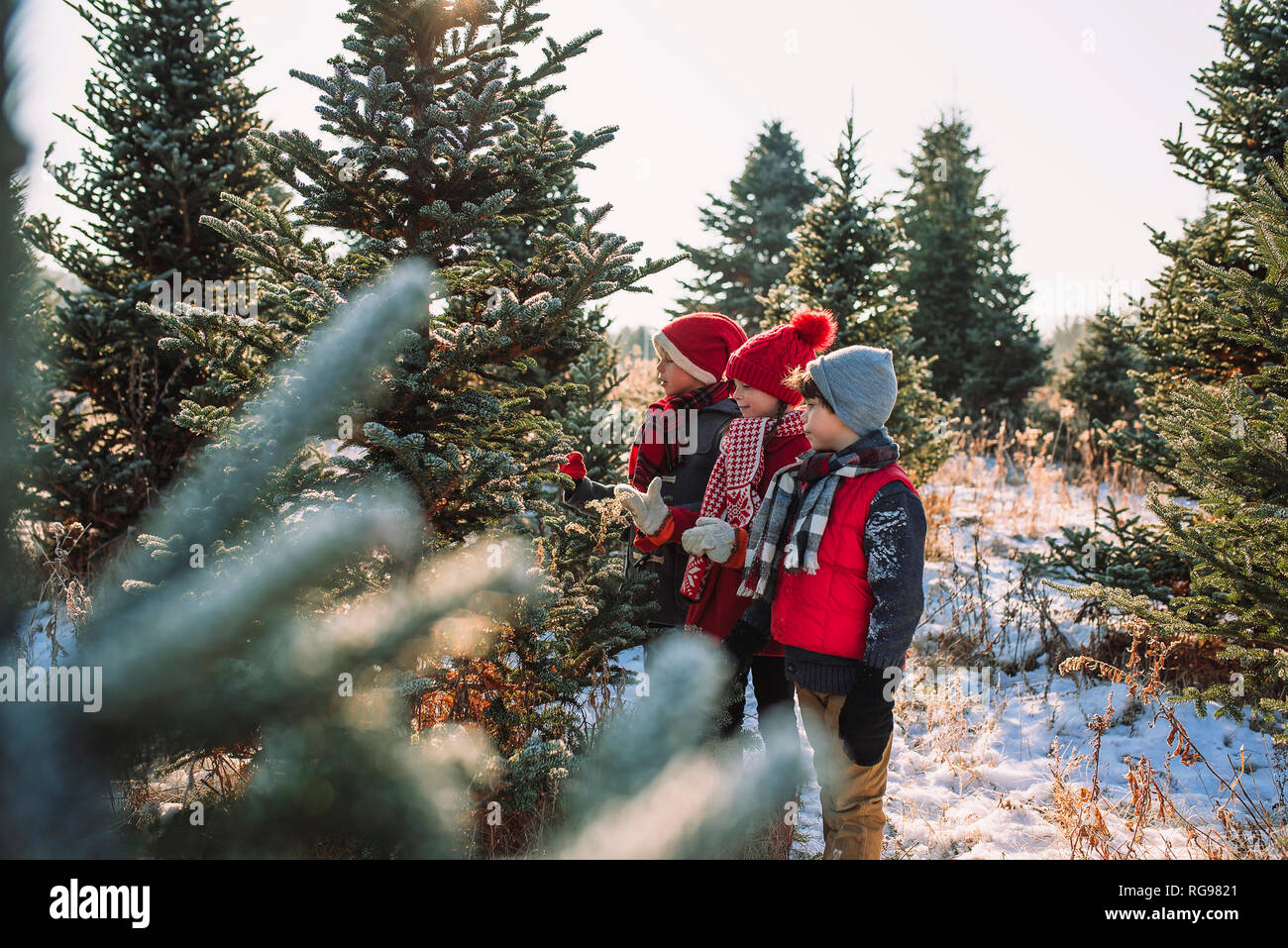 Trois enfants le choix d'un arbre sur une ferme, United States Banque D'Images