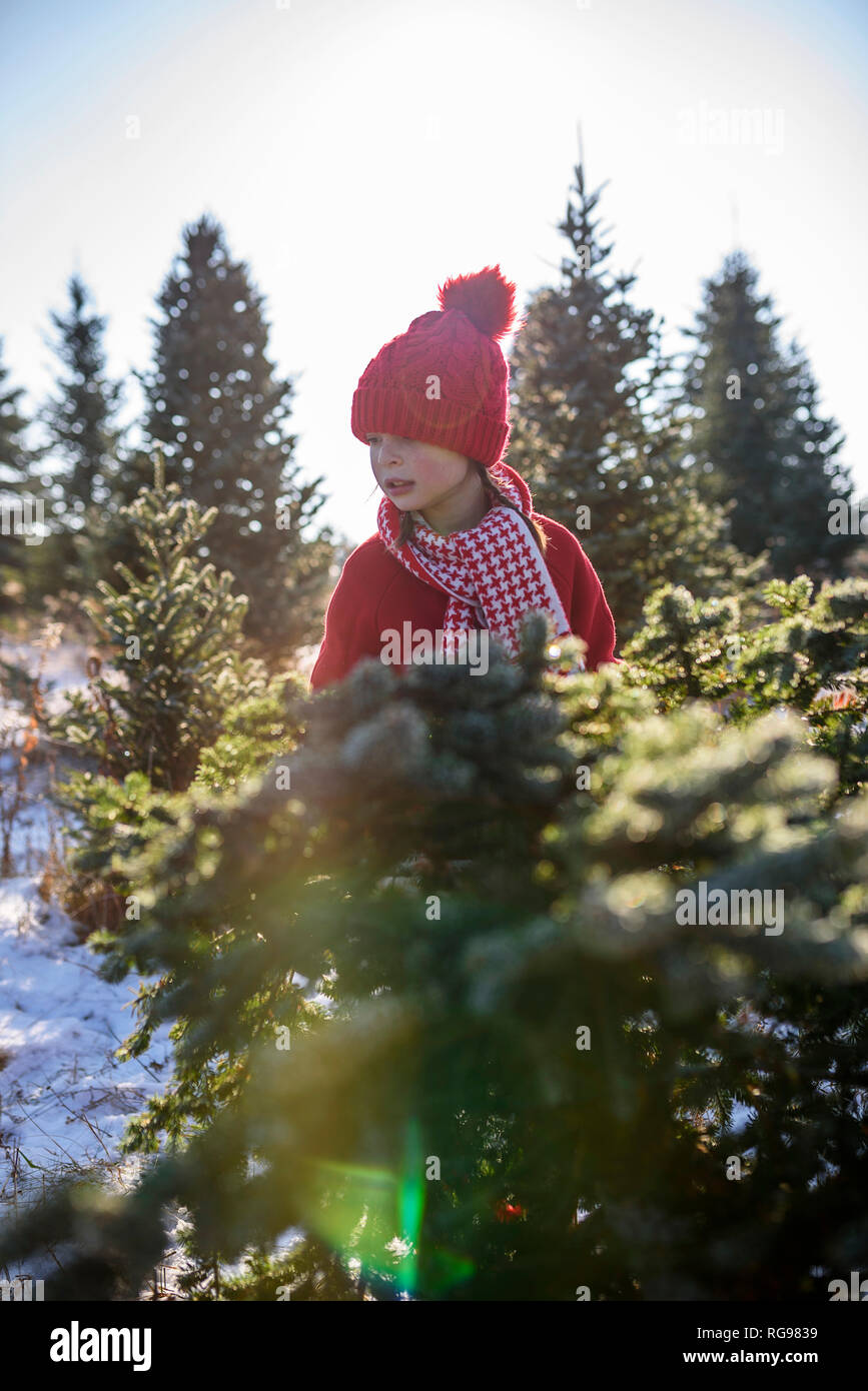 Girl standing in a field le choix d'un arbre de Noël, United States Banque D'Images