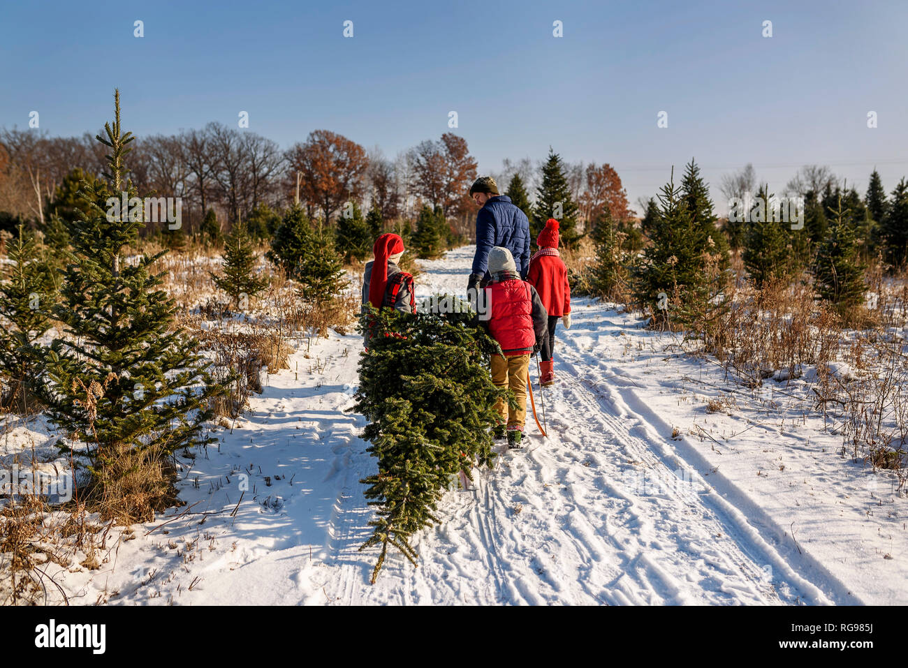 Père et trois enfants le choix d'un arbre de Noël sur un arbre de Noël ferme, United States Banque D'Images
