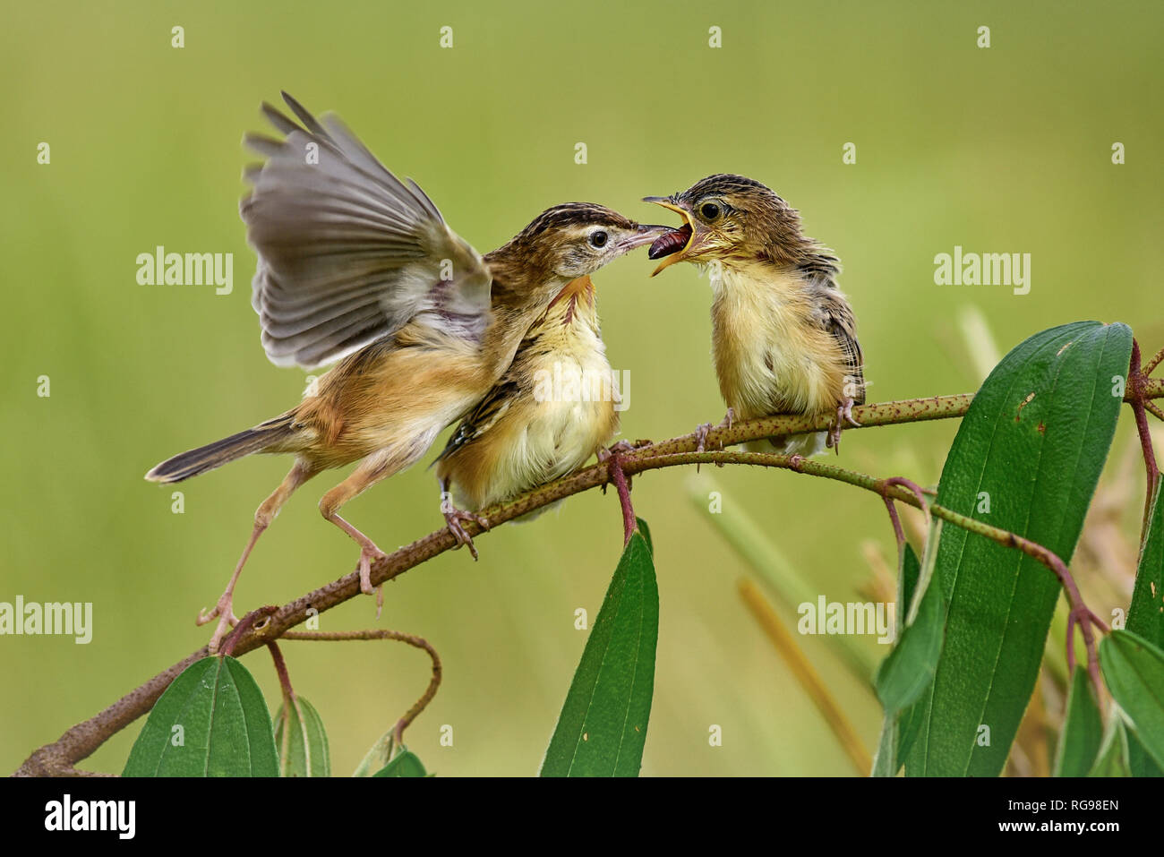 Zitting femelle nourrir les oiseaux l'cisticole ses poussins, Indonésie Banque D'Images