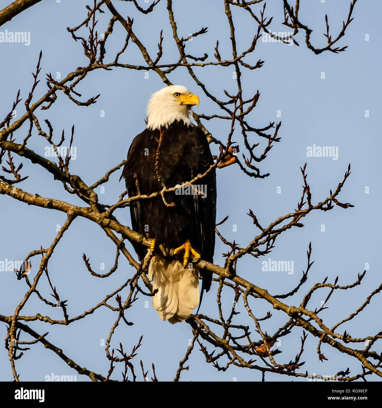 L'aigle chauve assis dans un arbre, Canada Banque D'Images