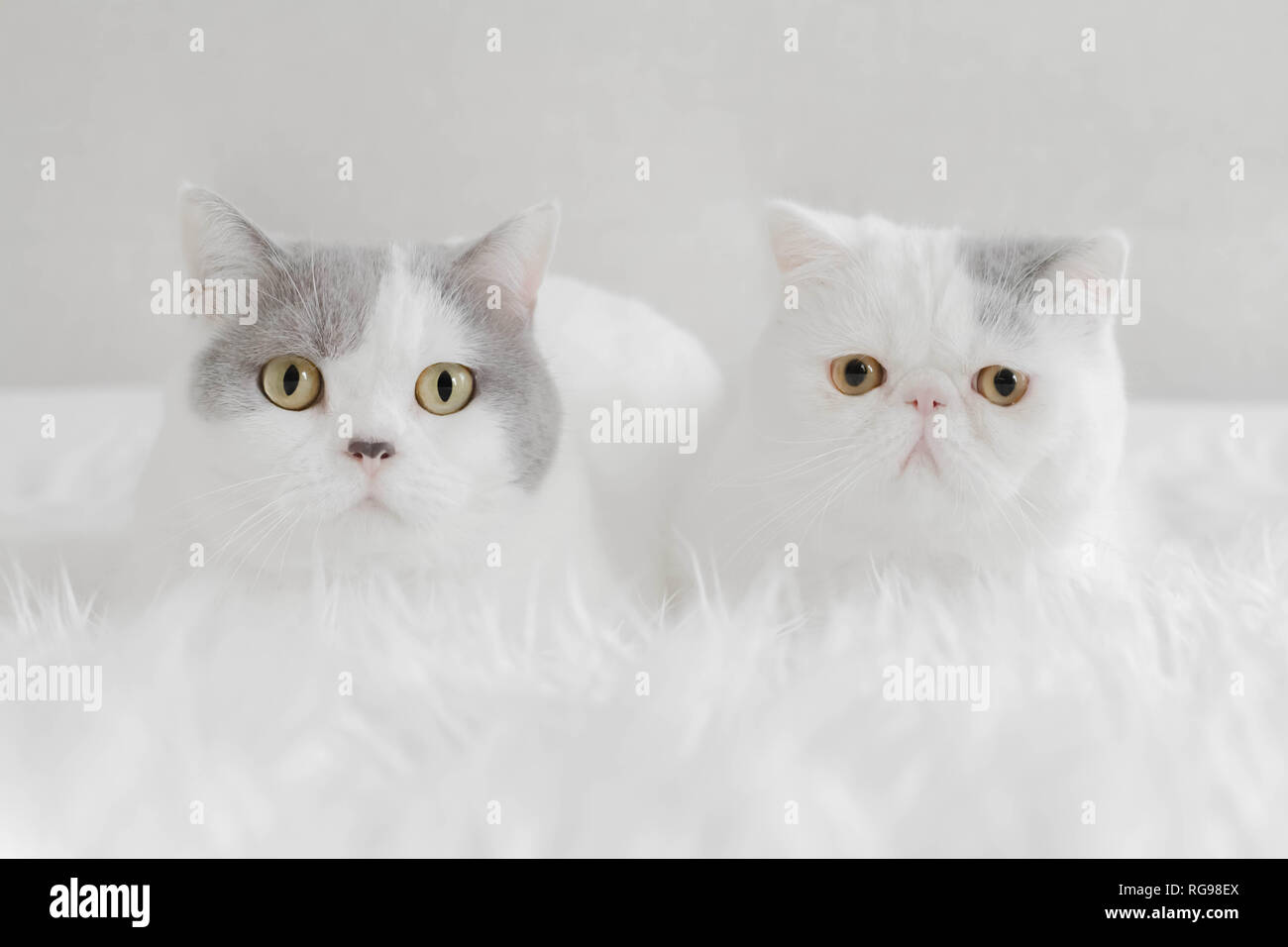 British shorthair chat couché à côté d'un chaton Exotic shorthair sur une couverture blanche Banque D'Images