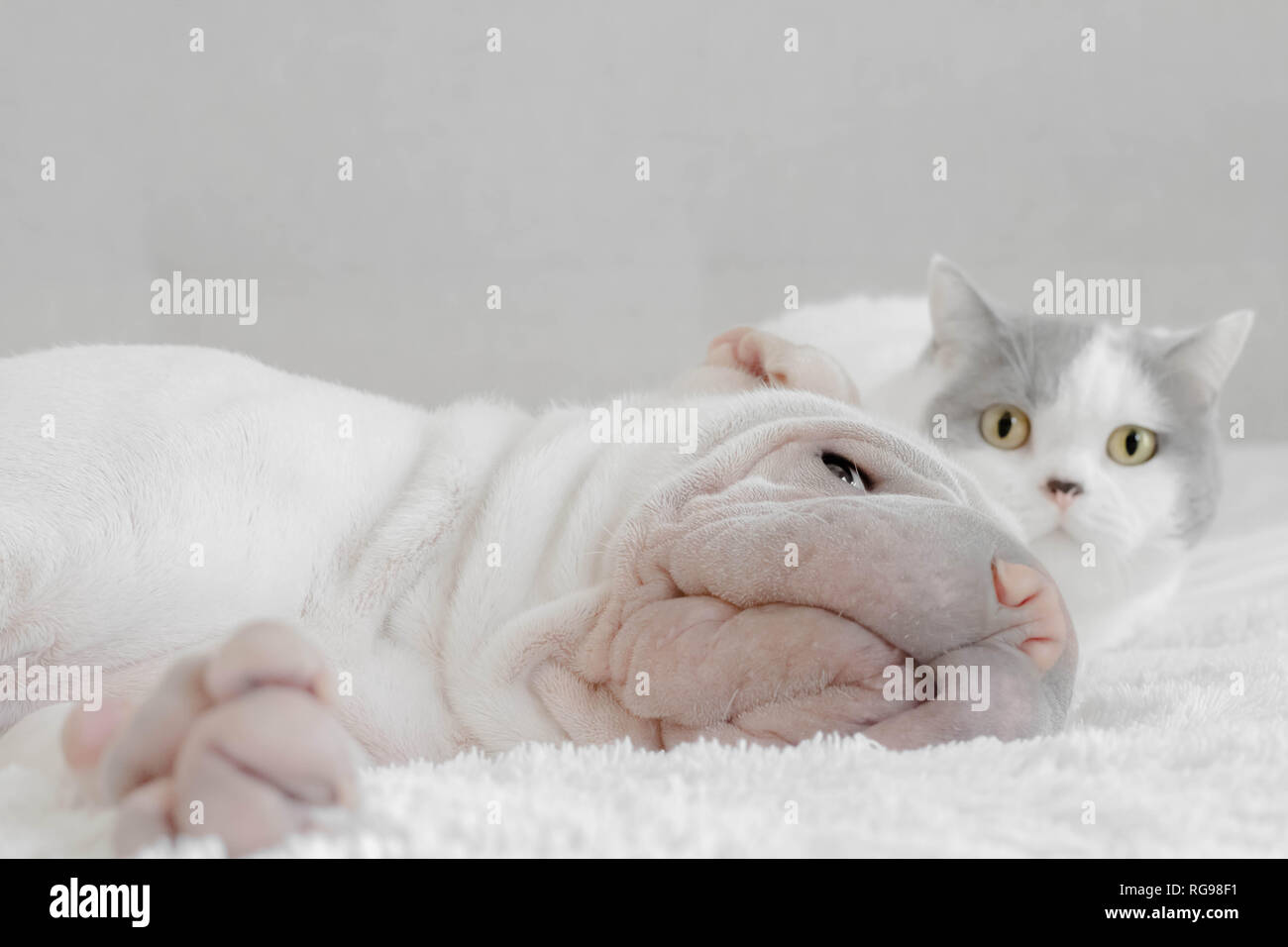 Chat de shorthair britannique se cachant derrière le chien de chiot de Shar pei Banque D'Images