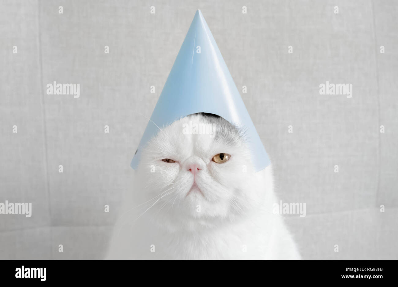 Portrait d'un chat Exotic shorthair wearing a party hat Banque D'Images