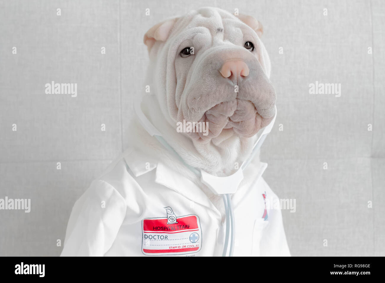 Shar pei chien habillé comme un docteur Banque D'Images