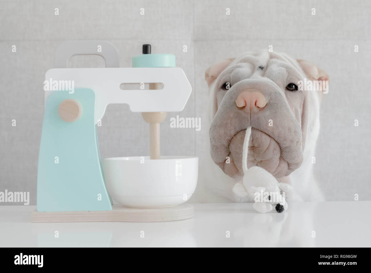 Shar pei chien avec une souris dans sa bouche assis à côté d'un mélangeur de nourriture jouet Banque D'Images