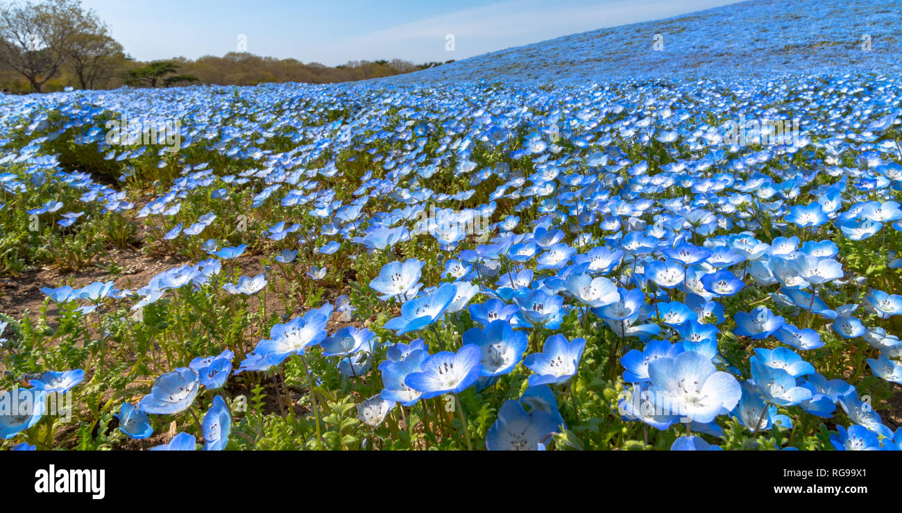 Nemophila (baby blue eyes fleurs) Champ de fleur, fleur bleue carpet Banque D'Images