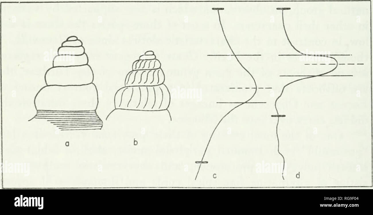 . Bulletins de la paléontologie américain. Bulletin 86 292 sans ornement protoconch de 5 à 6 spires arrondis. Le proto- conque d'un nouveau genre est en contraste avec la manière axiale costate proto- conque de Gemmula dans texte-figure 16 ; (2) un plat peu profond sinus labial avec un angle de 120° qui est légèrement en dessous du milieu de la rangée (nœud périphérique large sinus labiaux et les fonctions périphériques de la Gem- miila et Procerapex sont comparés dans le texte-figure 16) ; (3) nœuds péri- pheral composé de renflements arrondis en contraste avec le comprimé de noeuds ly- Gemmula et ses alliés, qui généralement exhi- bit v Banque D'Images