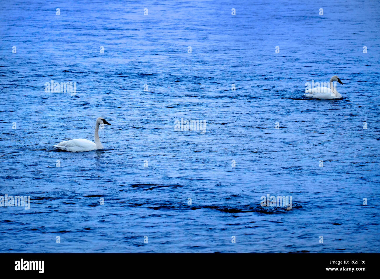 Les cygnes nager dans l'eau de la rivière la faune sauvagine whie actuel Banque D'Images