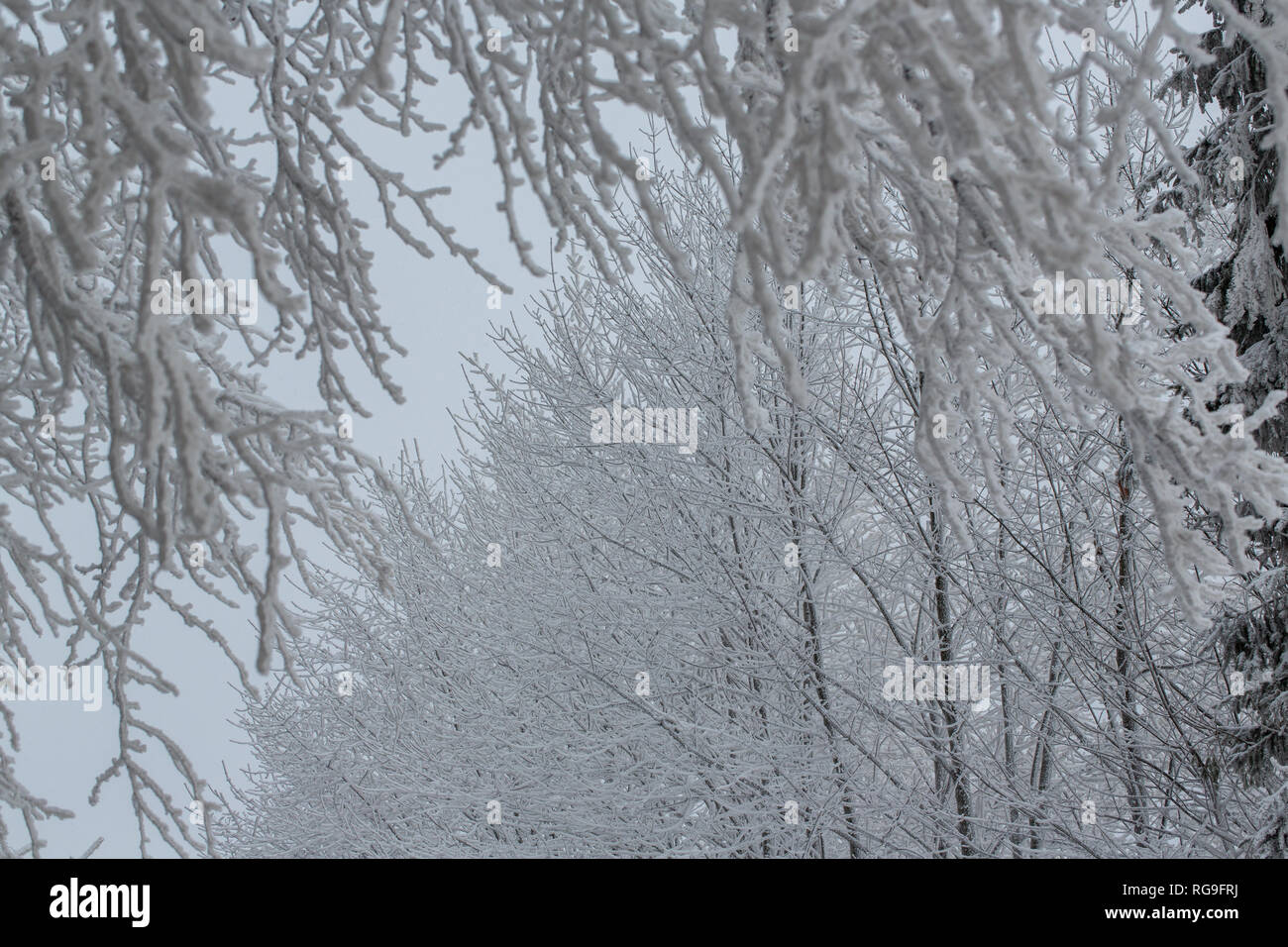 L'hiver 2019 Banque D'Images